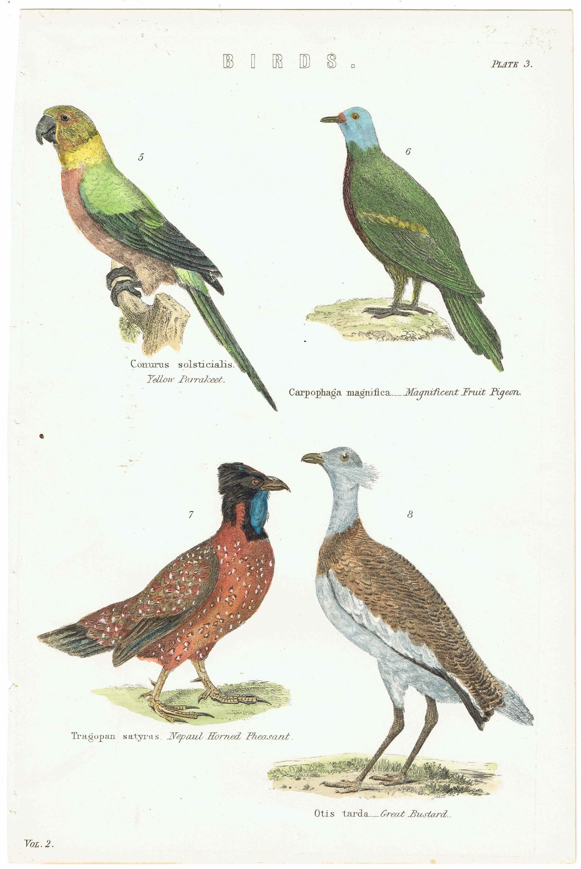 c.1890 Yellow Parrakeet Bird Print - Magnificent Fruit Pigeon Horned Pheasant Great Bustard - Hand Coloured Ornithology Art - 9.5 x 6.5 in