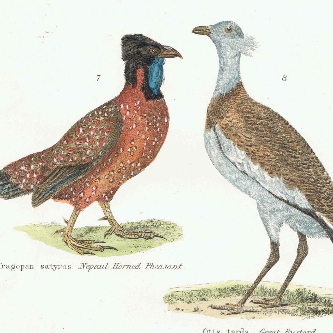 c.1890 Yellow Parrakeet Bird Print - Magnificent Fruit Pigeon Horned Pheasant Great Bustard - Hand Coloured Ornithology Art - 9.5 x 6.5 in - Image 3