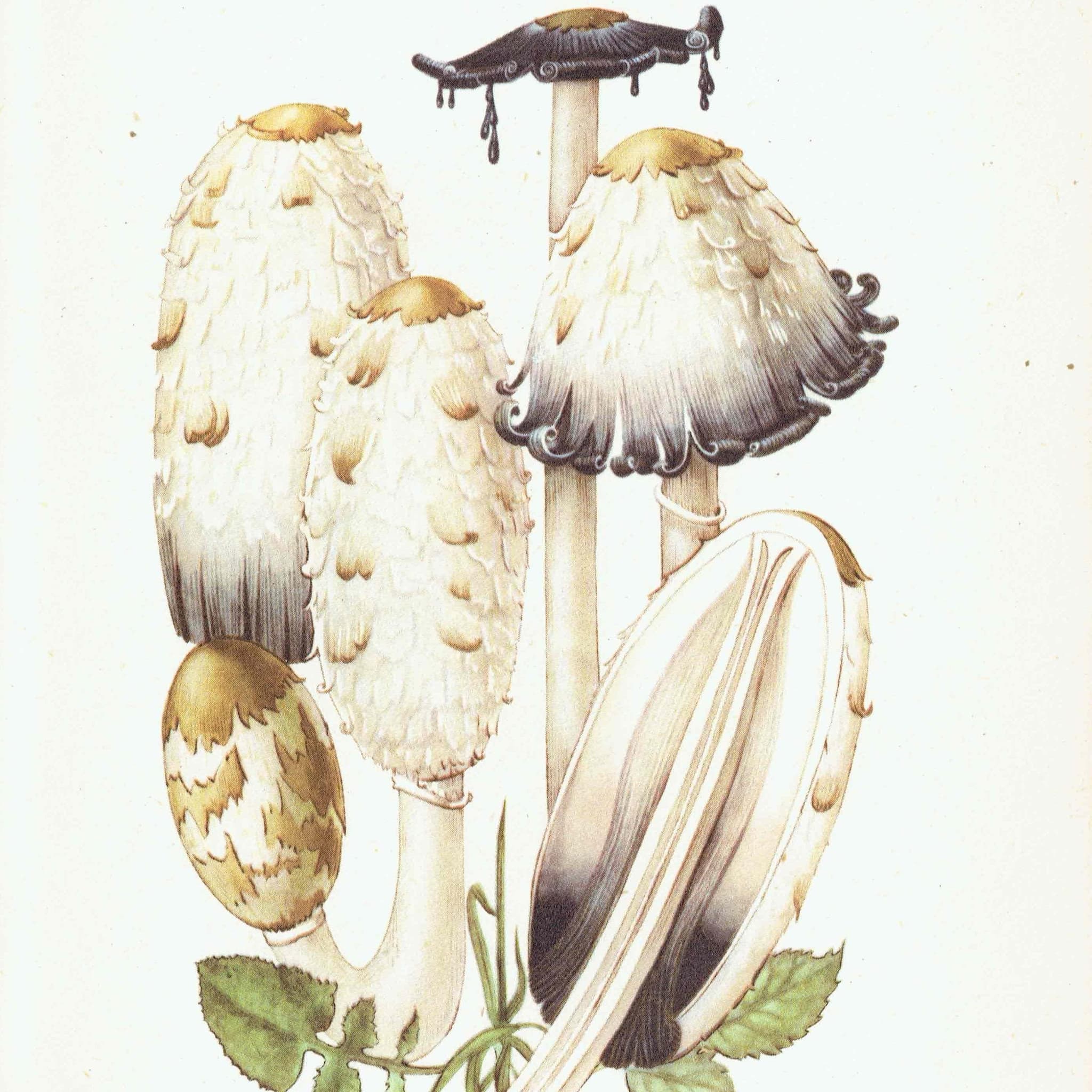 Vintage 1943 Mushroom Print – Shaggy Ink Cap & Penny Bun Botanical Illustration