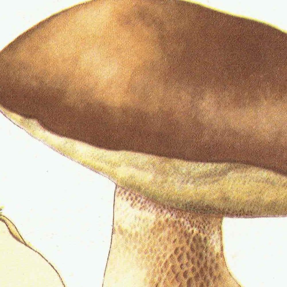 Vintage 1943 Mushroom Print – Shaggy Ink Cap & Penny Bun Botanical Illustration - Image 7