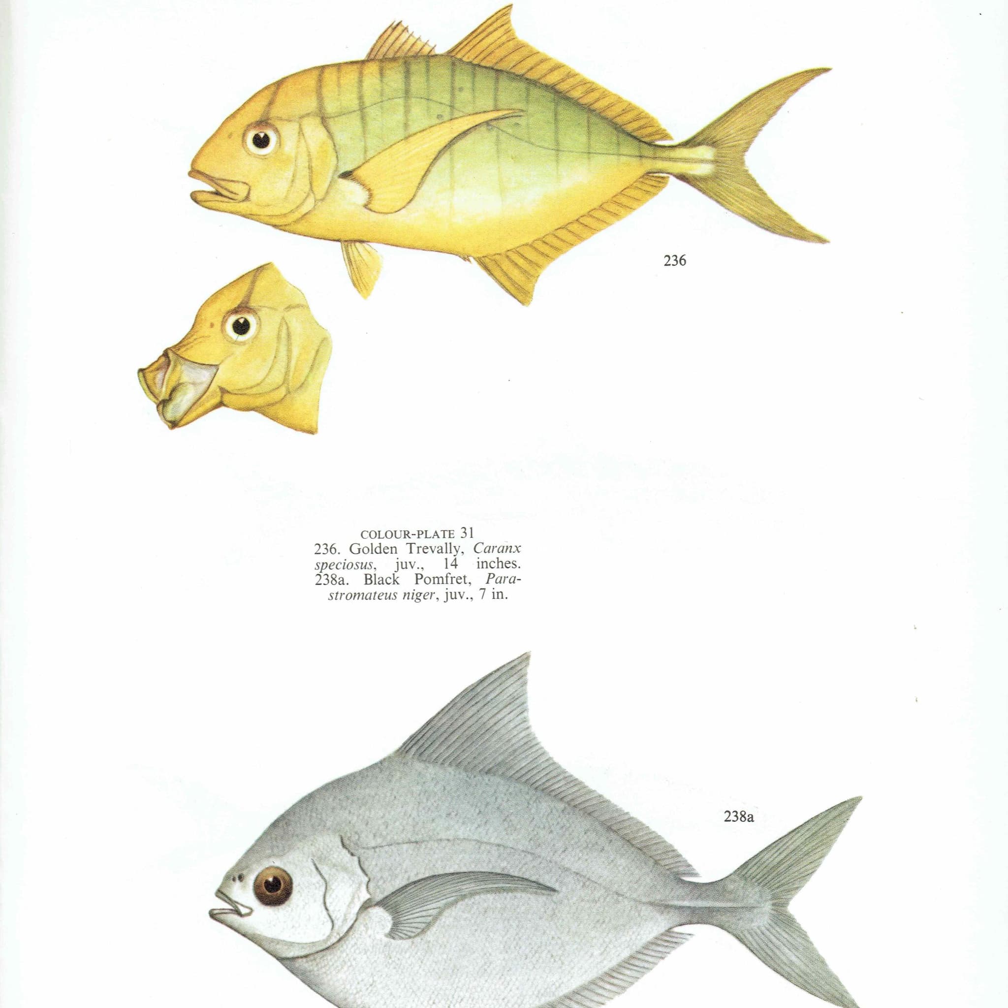 1964 Golden Trevally & Black Pomfret - Original Vintage Print By Coates - Great Barrier Reef Fish Marine Science Art - 7 x 9 in