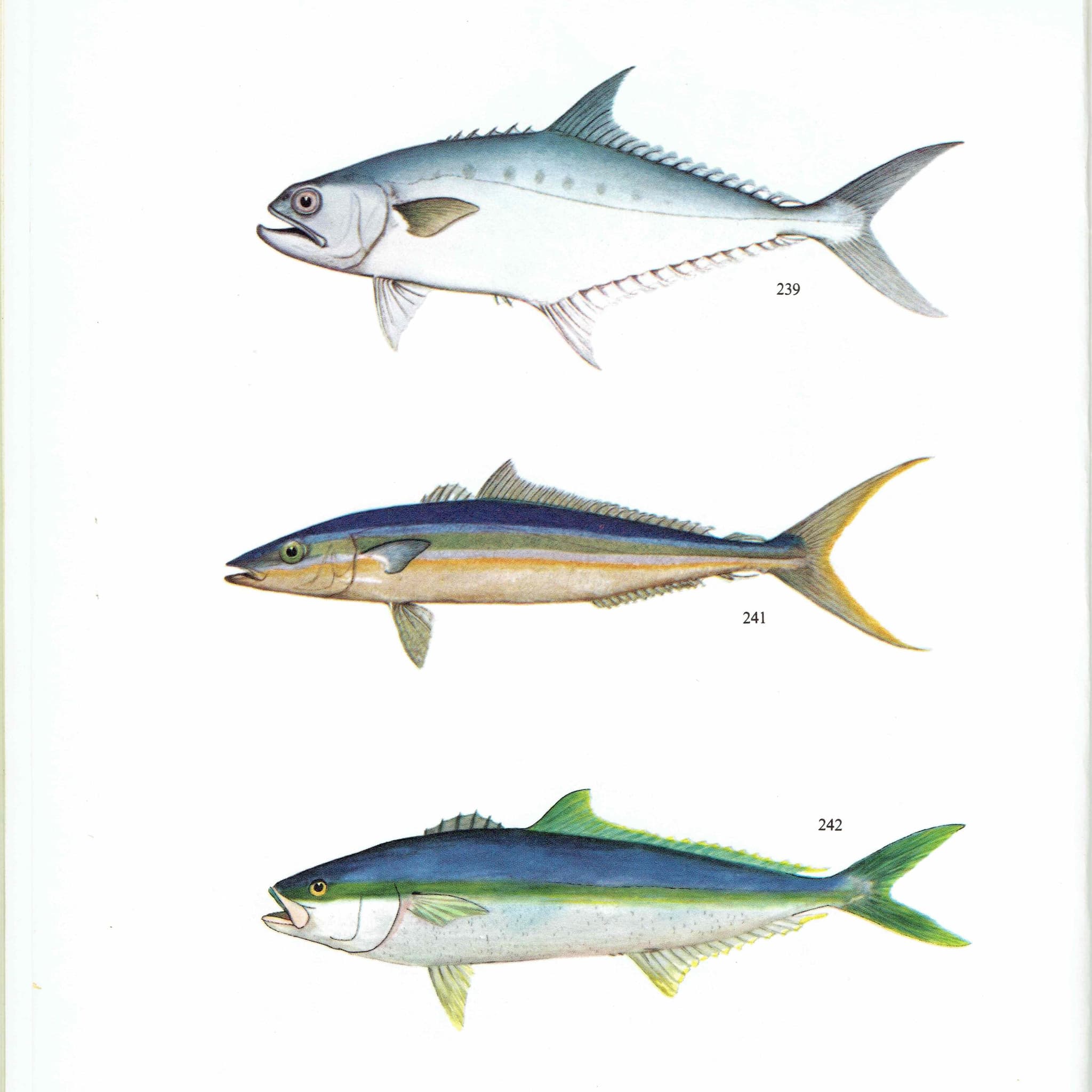 1964 Golden Trevally & Black Pomfret - Original Vintage Print By Coates - Great Barrier Reef Fish Marine Science Art - 7 x 9 in - Image 2