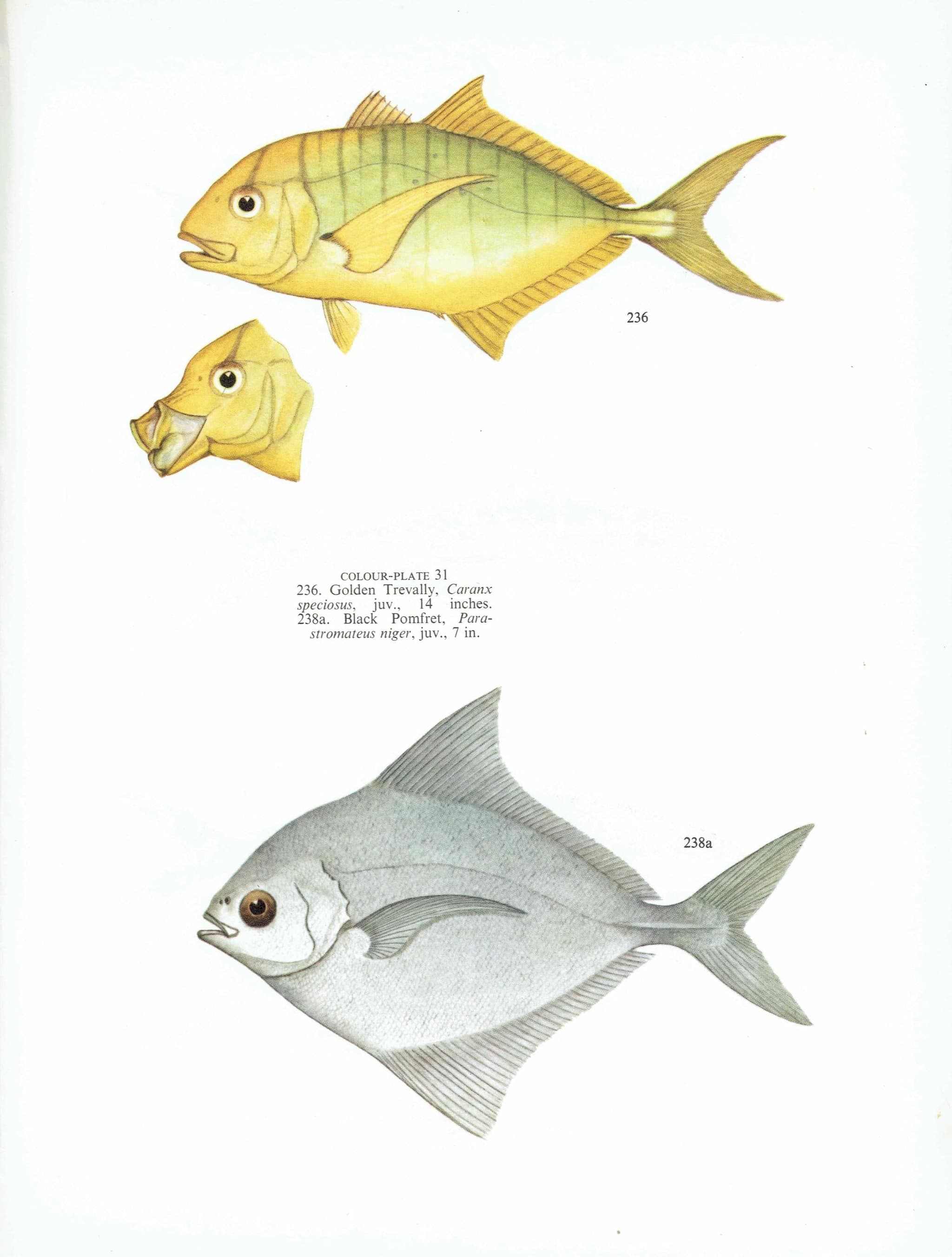 1964 Golden Trevally & Black Pomfret - Original Vintage Print By Coates - Great Barrier Reef Fish Marine Science Art - 7 x 9 in - Image 3
