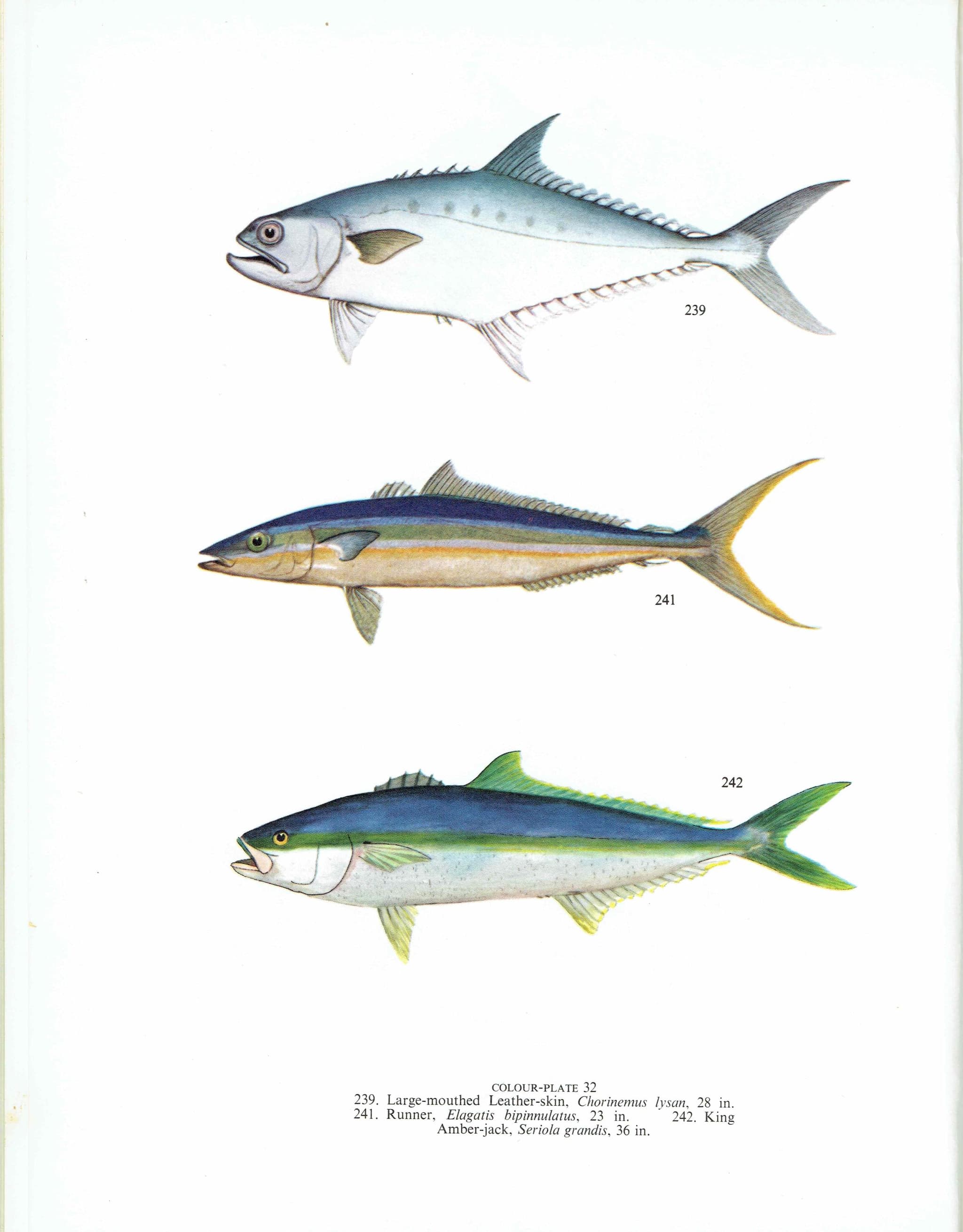 1964 Golden Trevally & Black Pomfret - Original Vintage Print By Coates - Great Barrier Reef Fish Marine Science Art - 7 x 9 in - Image 4