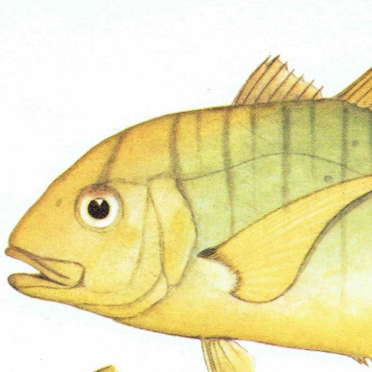 1964 Golden Trevally & Black Pomfret - Original Vintage Print By Coates - Great Barrier Reef Fish Marine Science Art - 7 x 9 in - Image 5