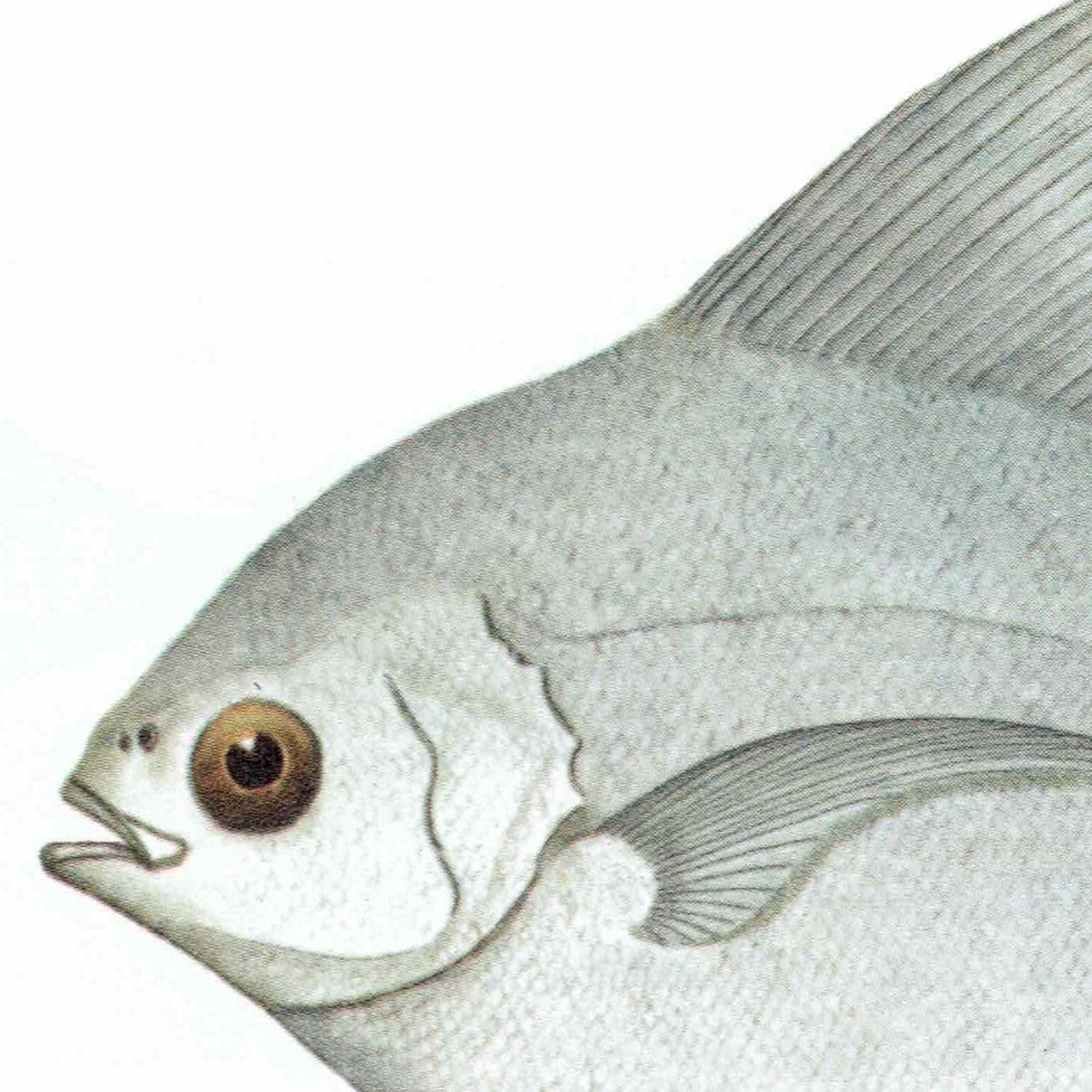 1964 Golden Trevally & Black Pomfret - Original Vintage Print By Coates - Great Barrier Reef Fish Marine Science Art - 7 x 9 in - Image 6