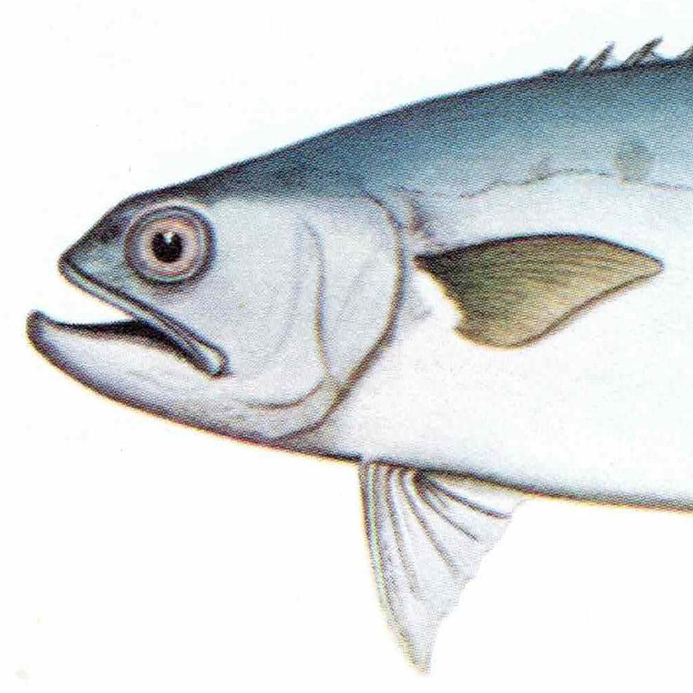 1964 Golden Trevally & Black Pomfret - Original Vintage Print By Coates - Great Barrier Reef Fish Marine Science Art - 7 x 9 in - Image 7