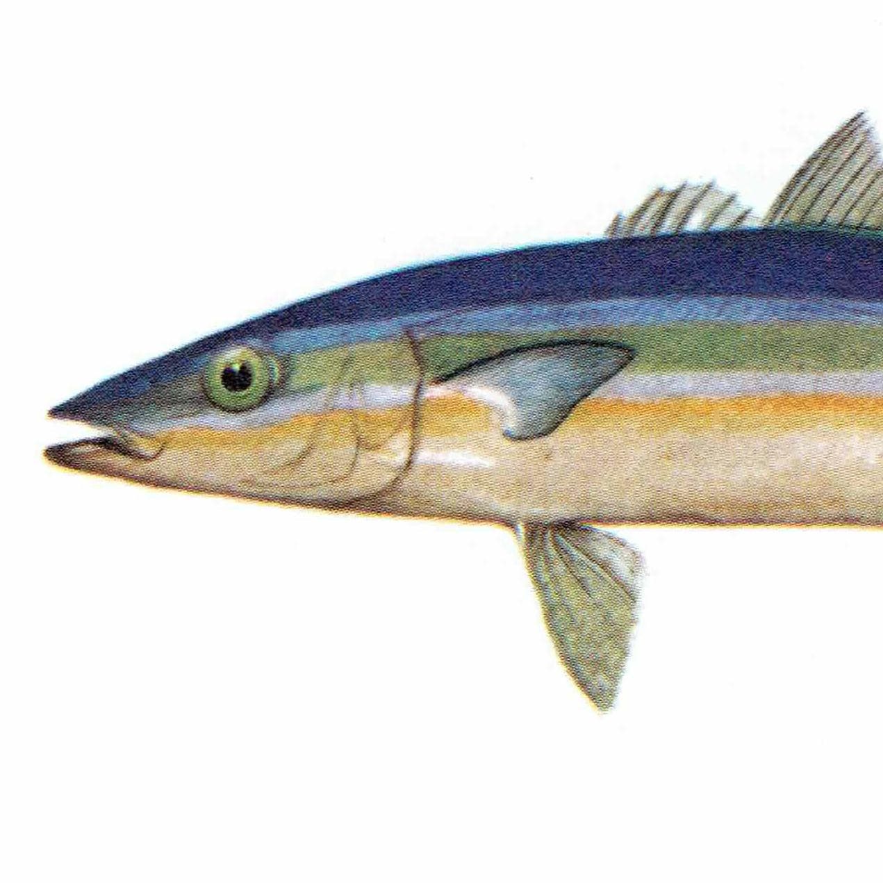 1964 Golden Trevally & Black Pomfret - Original Vintage Print By Coates - Great Barrier Reef Fish Marine Science Art - 7 x 9 in - Image 8