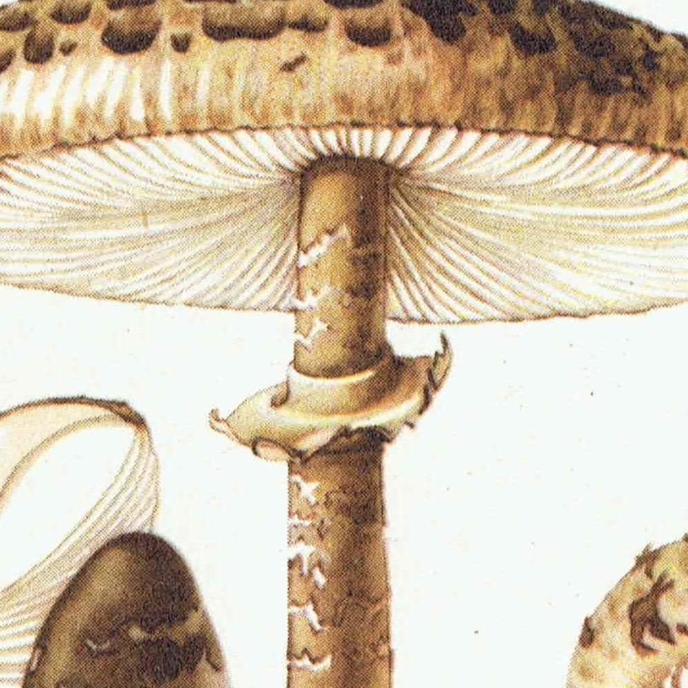 1943 Parasol And Milk Cap Mushrooms - Original Vintage Print By Ellenby - Edible Fungi Scientific Natural History Mycology - 4.5 x 6.5 in - Image 4
