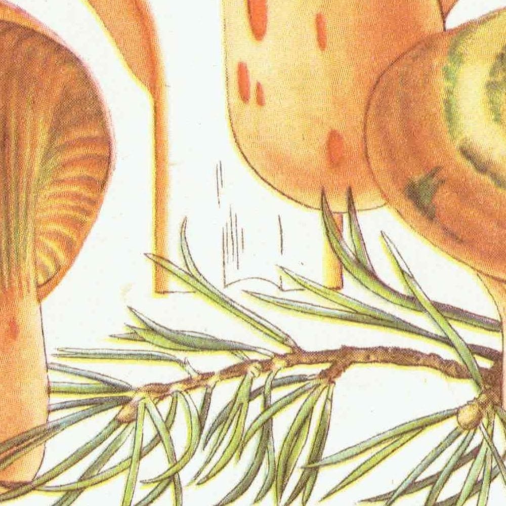 1943 Parasol And Milk Cap Mushrooms - Original Vintage Print By Ellenby - Edible Fungi Scientific Natural History Mycology - 4.5 x 6.5 in - Image 8