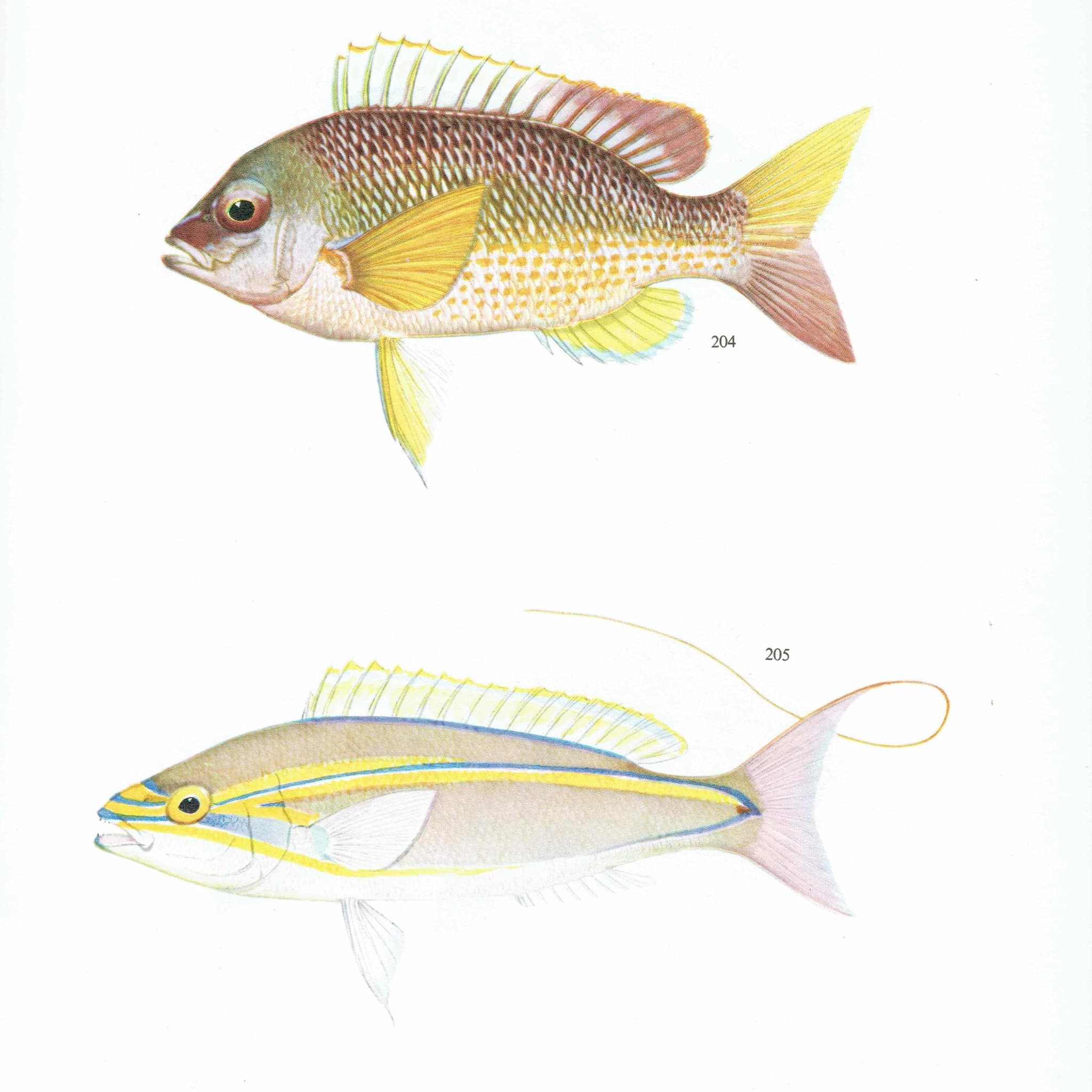 1964 Pearly Spine-cheek & Blue-banded Whiptail - Original Vintage Print By Coates - Great Barrier Reef Fish Science Art - 7 x 9 in