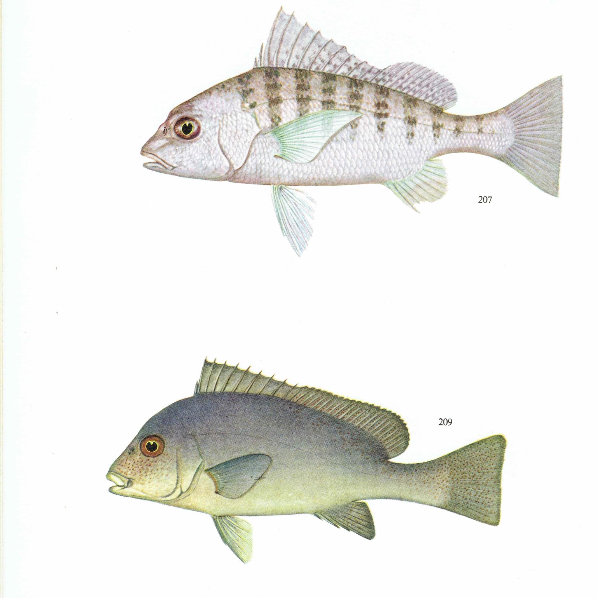 1964 Pearly Spine-cheek & Blue-banded Whiptail - Original Vintage Print By Coates - Great Barrier Reef Fish Science Art - 7 x 9 in - Image 2