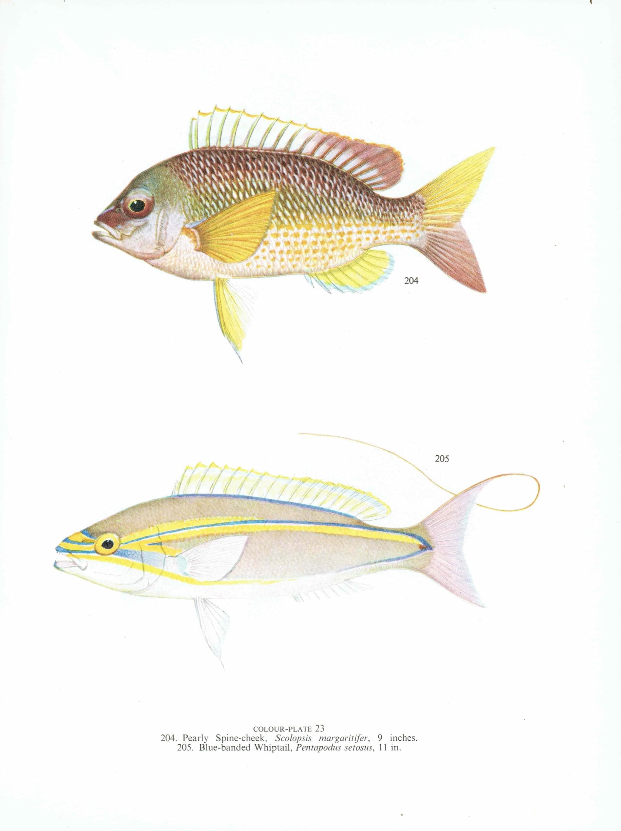 1964 Pearly Spine-cheek & Blue-banded Whiptail - Original Vintage Print By Coates - Great Barrier Reef Fish Science Art - 7 x 9 in - Image 3