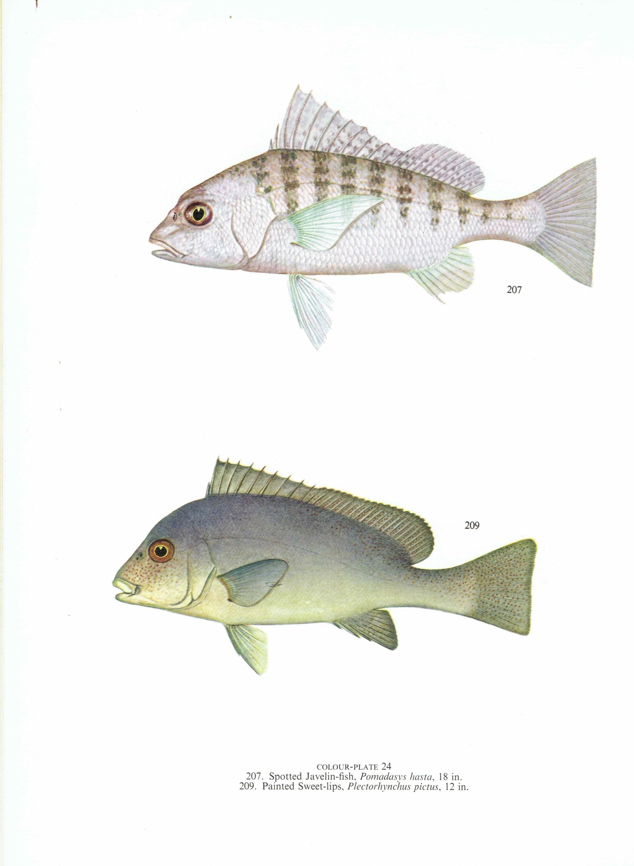 1964 Pearly Spine-cheek & Blue-banded Whiptail - Original Vintage Print By Coates - Great Barrier Reef Fish Science Art - 7 x 9 in - Image 4