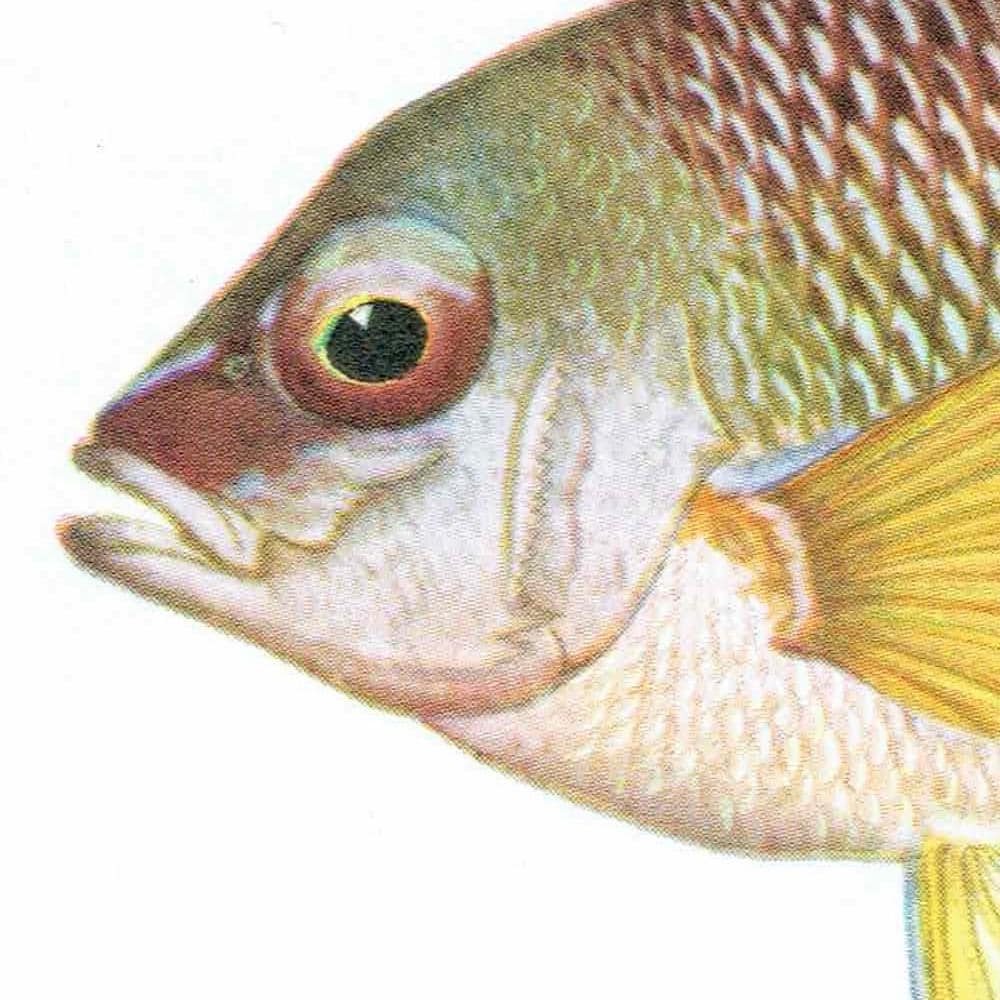 1964 Pearly Spine-cheek & Blue-banded Whiptail - Original Vintage Print By Coates - Great Barrier Reef Fish Science Art - 7 x 9 in - Image 5