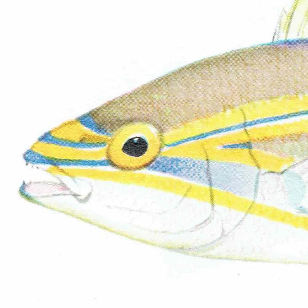 1964 Pearly Spine-cheek & Blue-banded Whiptail - Original Vintage Print By Coates - Great Barrier Reef Fish Science Art - 7 x 9 in - Image 6