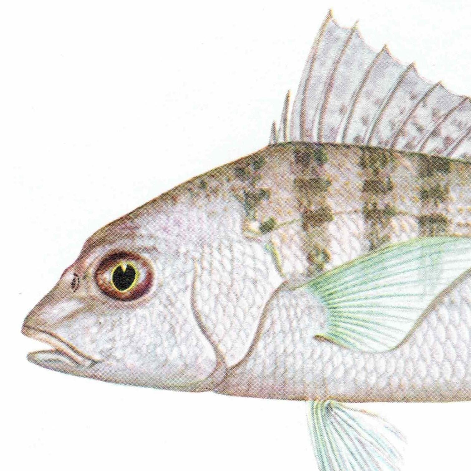 1964 Pearly Spine-cheek & Blue-banded Whiptail - Original Vintage Print By Coates - Great Barrier Reef Fish Science Art - 7 x 9 in - Image 7