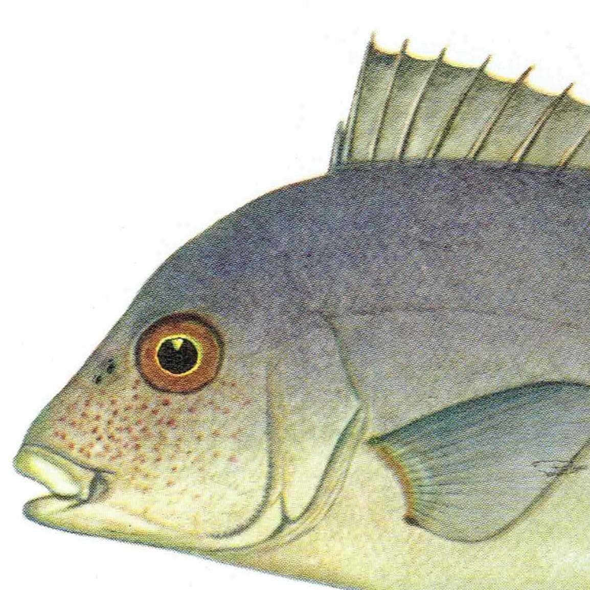 1964 Pearly Spine-cheek & Blue-banded Whiptail - Original Vintage Print By Coates - Great Barrier Reef Fish Science Art - 7 x 9 in - Image 8