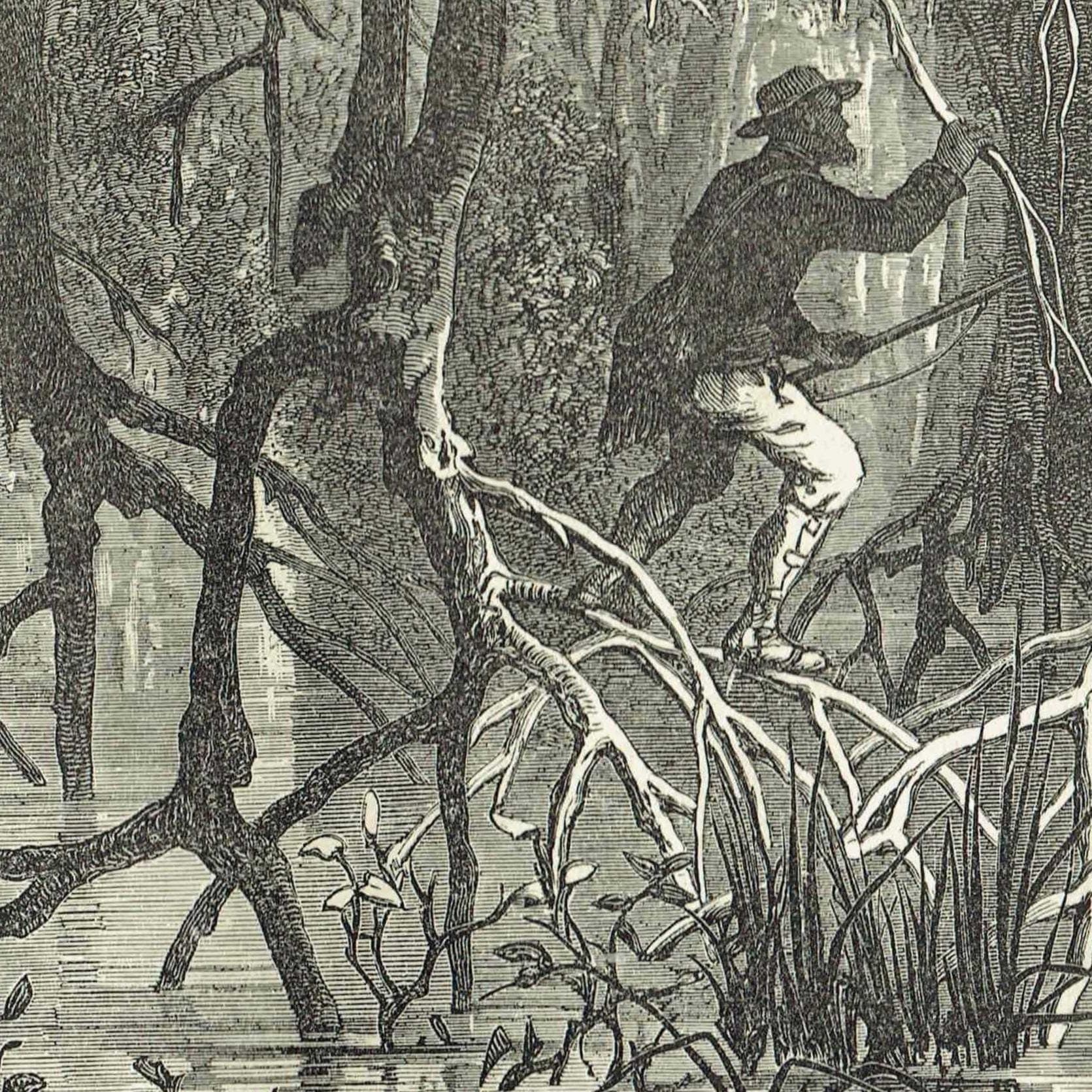 1875 Swamp Chase Scene - Antique Engraving By Bates - Illustrated Travels Vol 6 Victorian Mangrove Swamp Scene - 11.5 x 8 in - Image 3