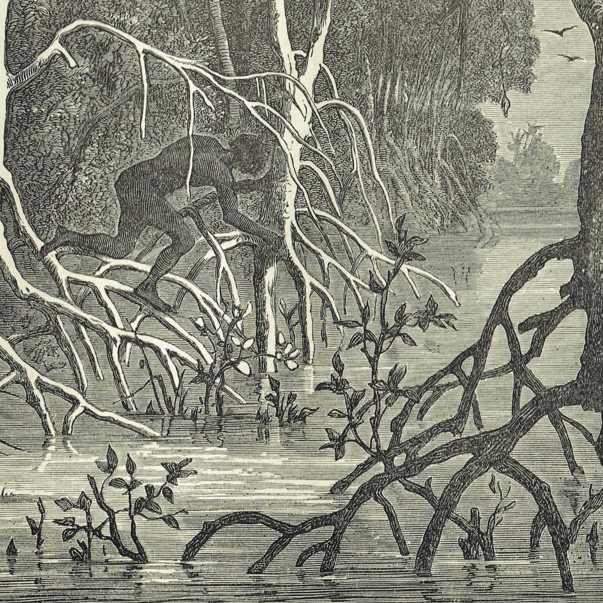 1875 Swamp Chase Scene - Antique Engraving By Bates - Illustrated Travels Vol 6 Victorian Mangrove Swamp Scene - 11.5 x 8 in - Image 4