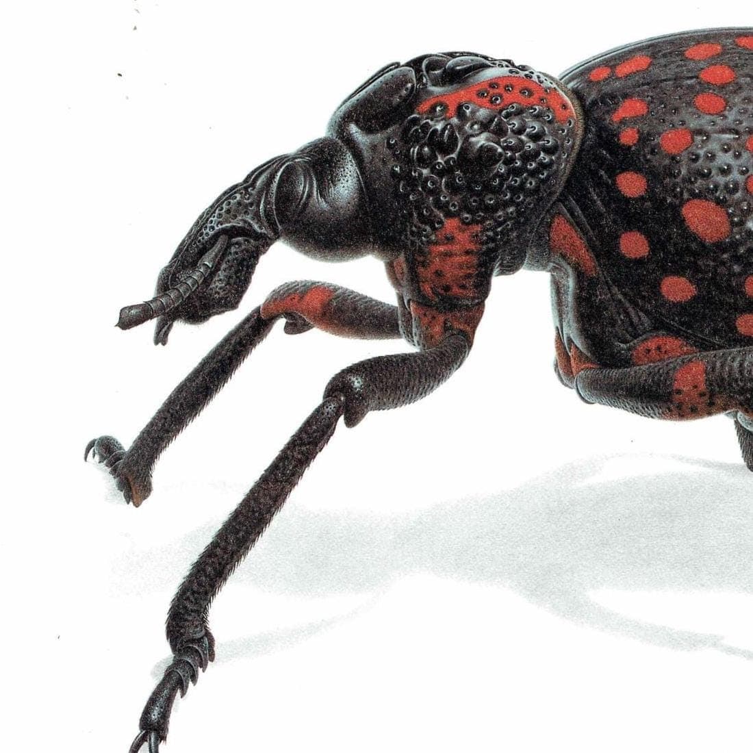 1986 Weevil Brachycerus Apterus Print - Durin Bernard Les Insectes - Vintage Scientific Illustration- Linnaeus Entomology - 11 x 13 in - Image 4