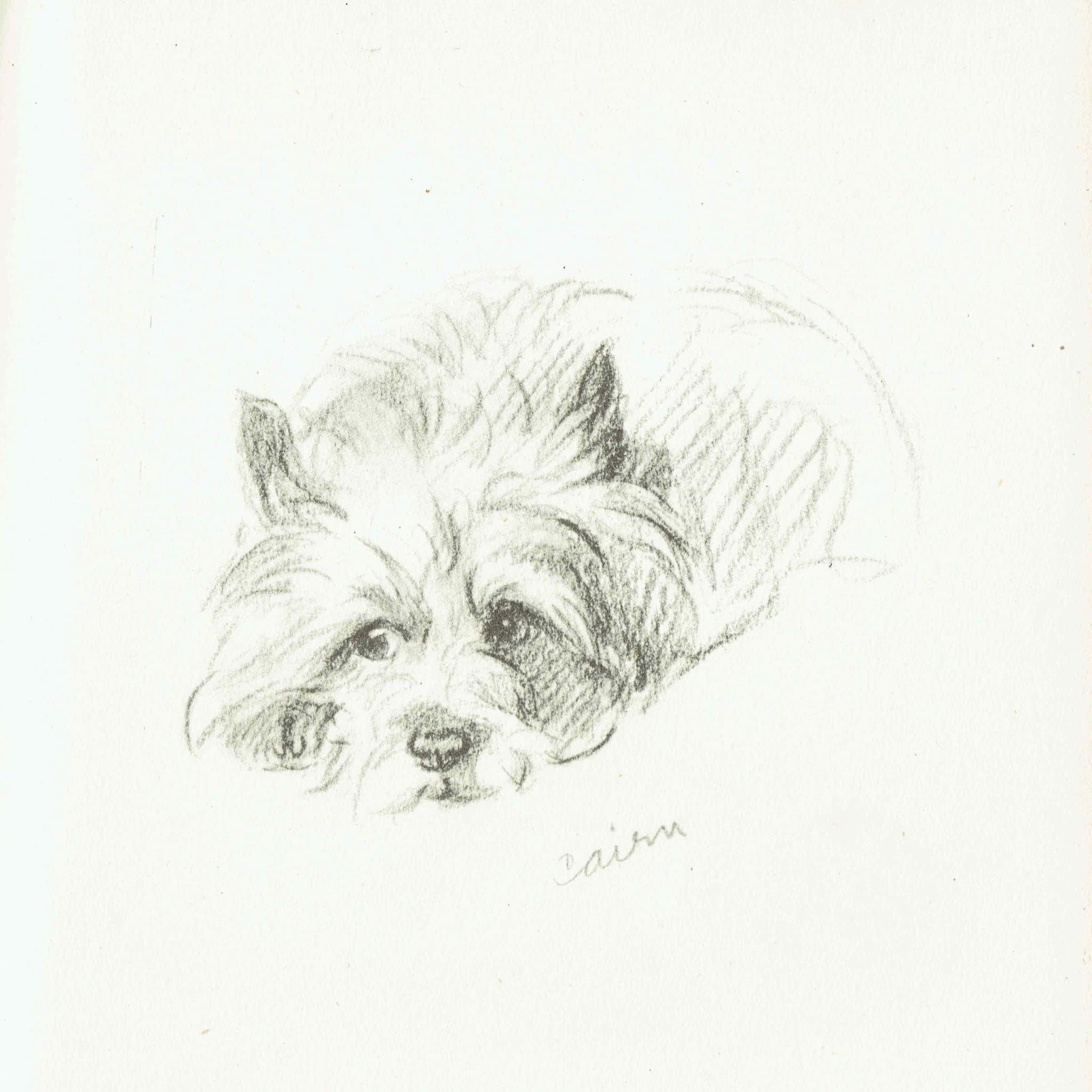 1946 Cairn Terrier - Original Vintage Print By Dawson - Dog Portrait Pet Illustration Animal Art Sketch - 7 x 9.5 in