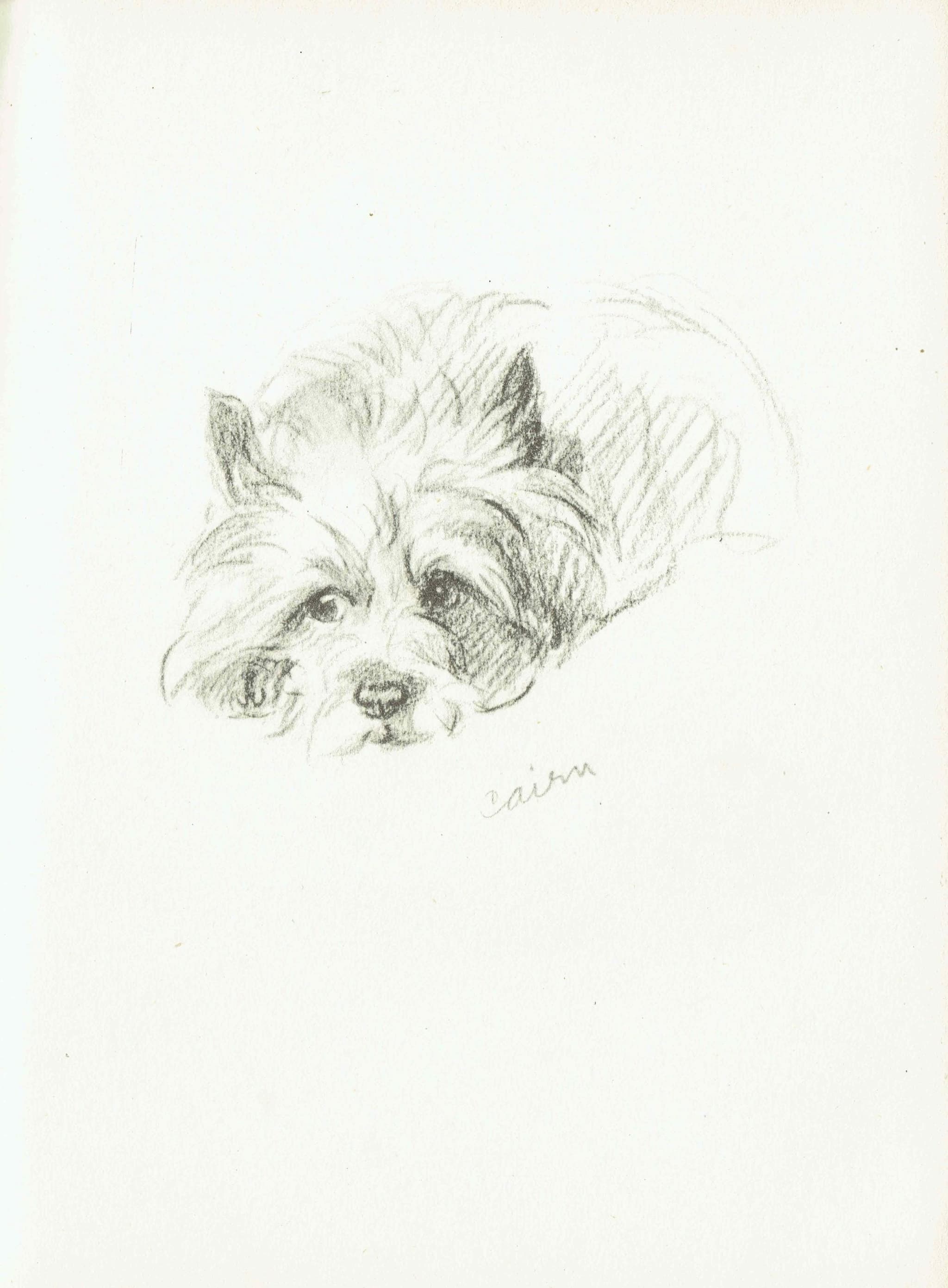 1946 Cairn Terrier - Original Vintage Print By Dawson - Dog Portrait Pet Illustration Animal Art Sketch - 7 x 9.5 in - Image 2