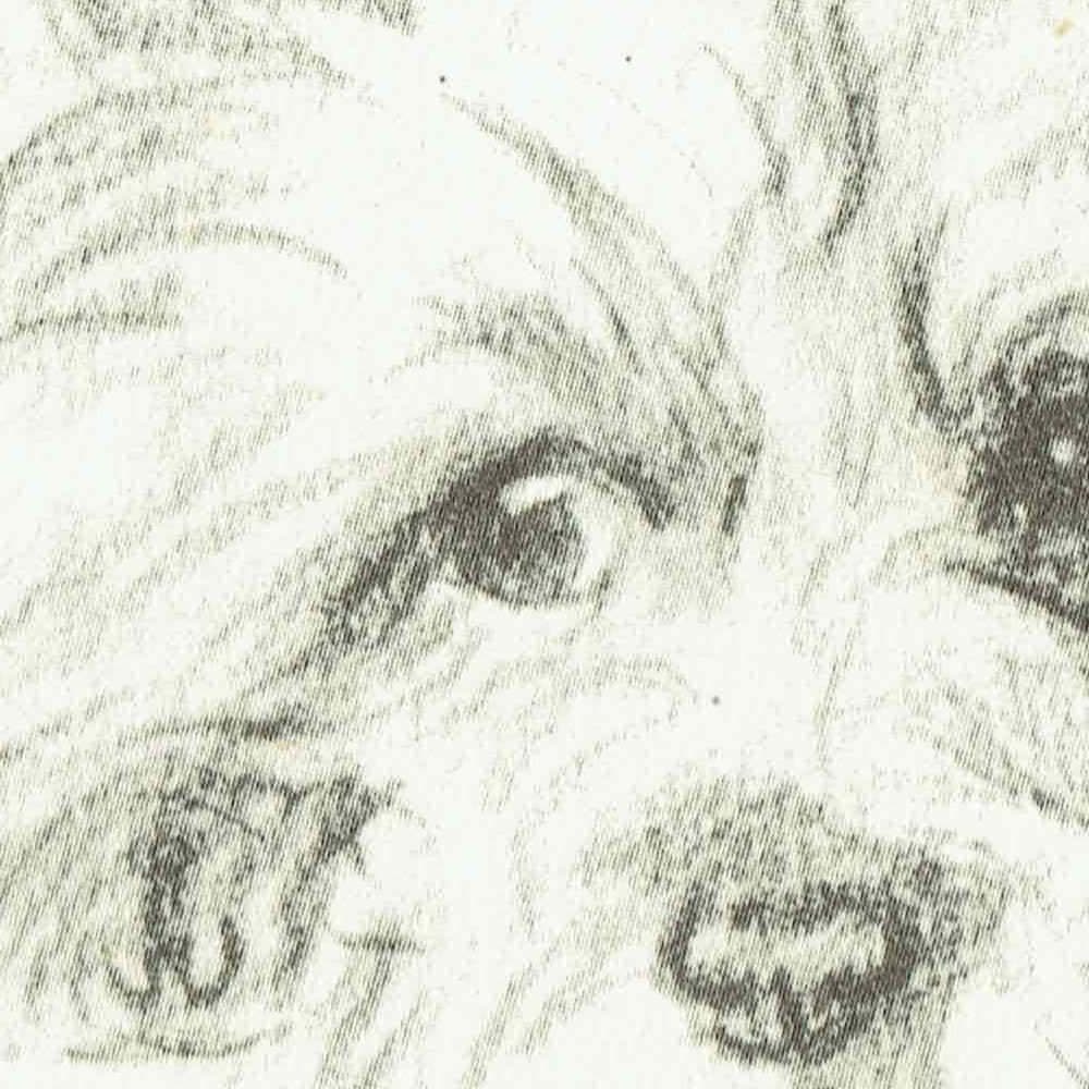 1946 Cairn Terrier - Original Vintage Print By Dawson - Dog Portrait Pet Illustration Animal Art Sketch - 7 x 9.5 in - Image 3