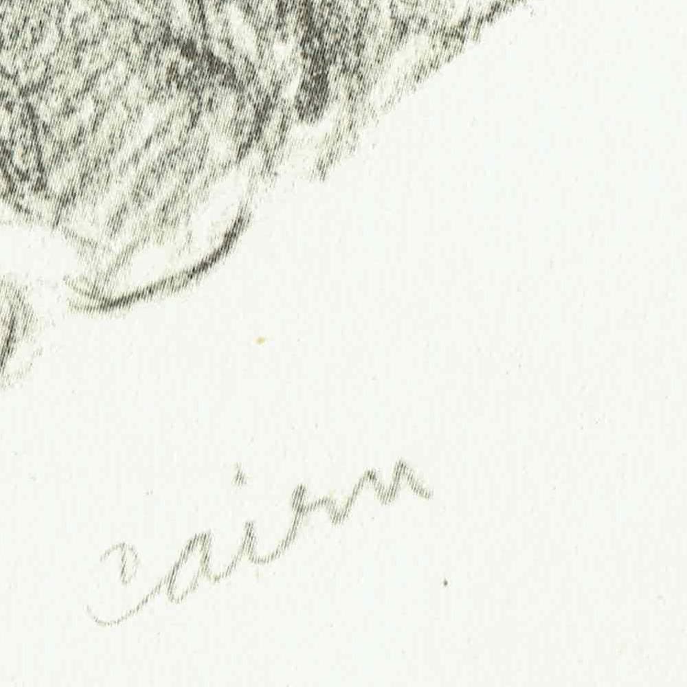 1946 Cairn Terrier - Original Vintage Print By Dawson - Dog Portrait Pet Illustration Animal Art Sketch - 7 x 9.5 in - Image 4