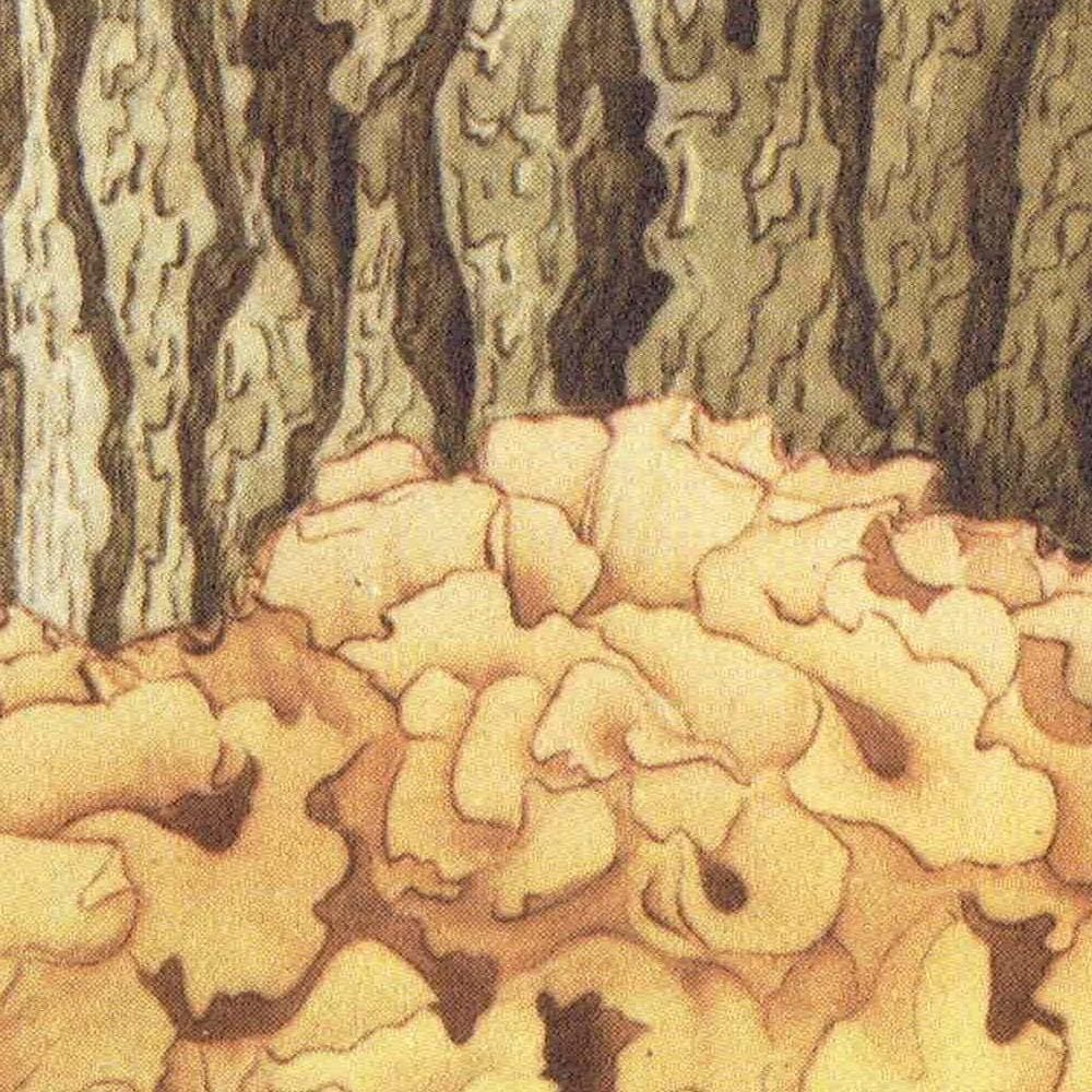 Cauliflower Fungus & Giant Puffball Print – 1943 Botanical Illustration - Image 4
