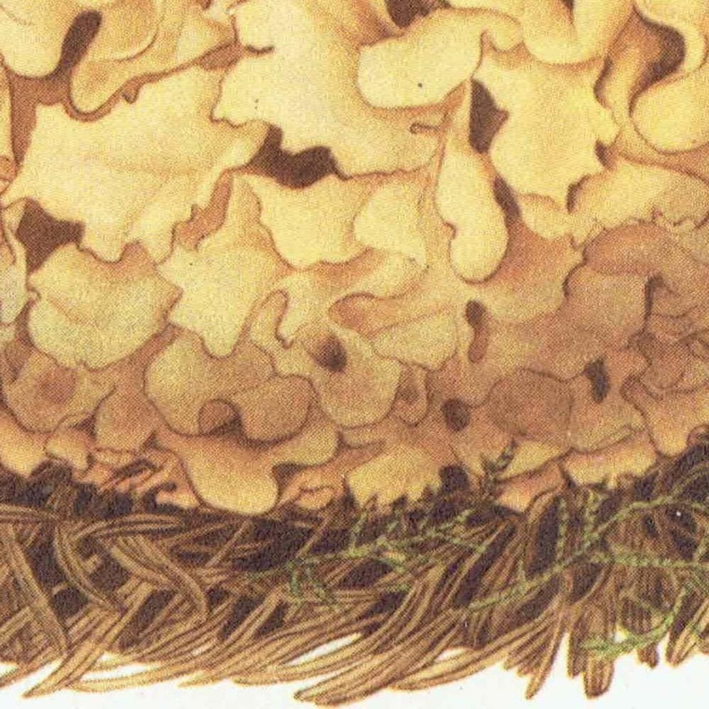 Cauliflower Fungus & Giant Puffball Print – 1943 Botanical Illustration - Image 5