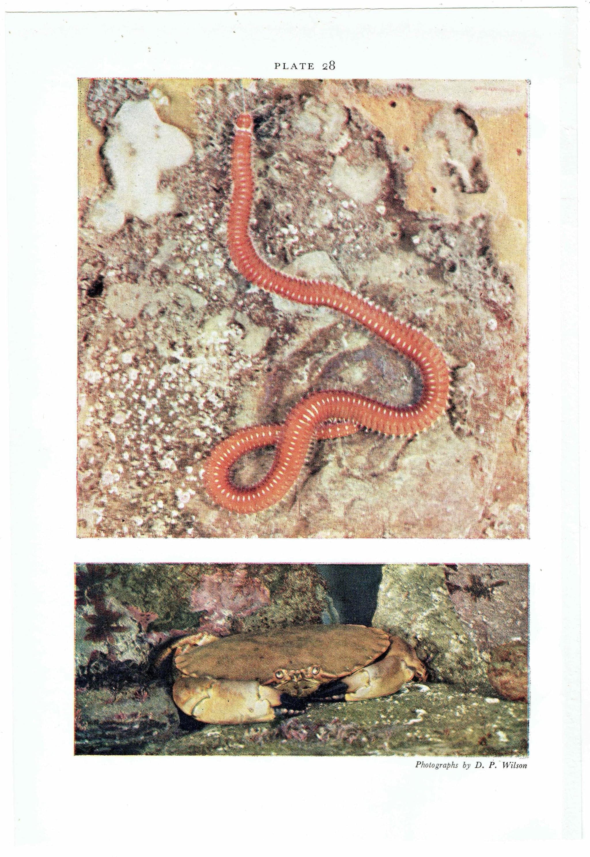 1959 Marine Worms Photographs - Ribbon-worm Red Rock-worm - Scientific Nemertine Annelid Specimen - Marine Biology Ocean Life - 5 x 8.25 in - Image 4