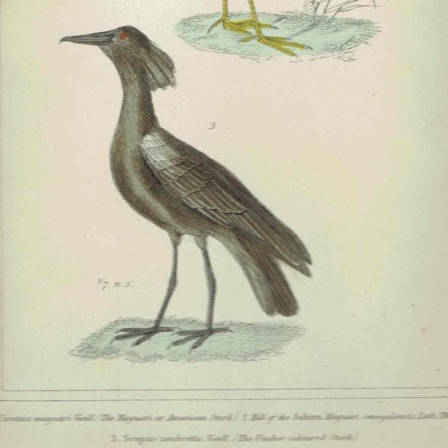 c.1835 Cuvier Animal Kingdom Birds Aves Antique Print - American Stork Umber Coloured Stork - Hand Coloured Ornithology Art - 8.75 x 5.5 in - Image 3