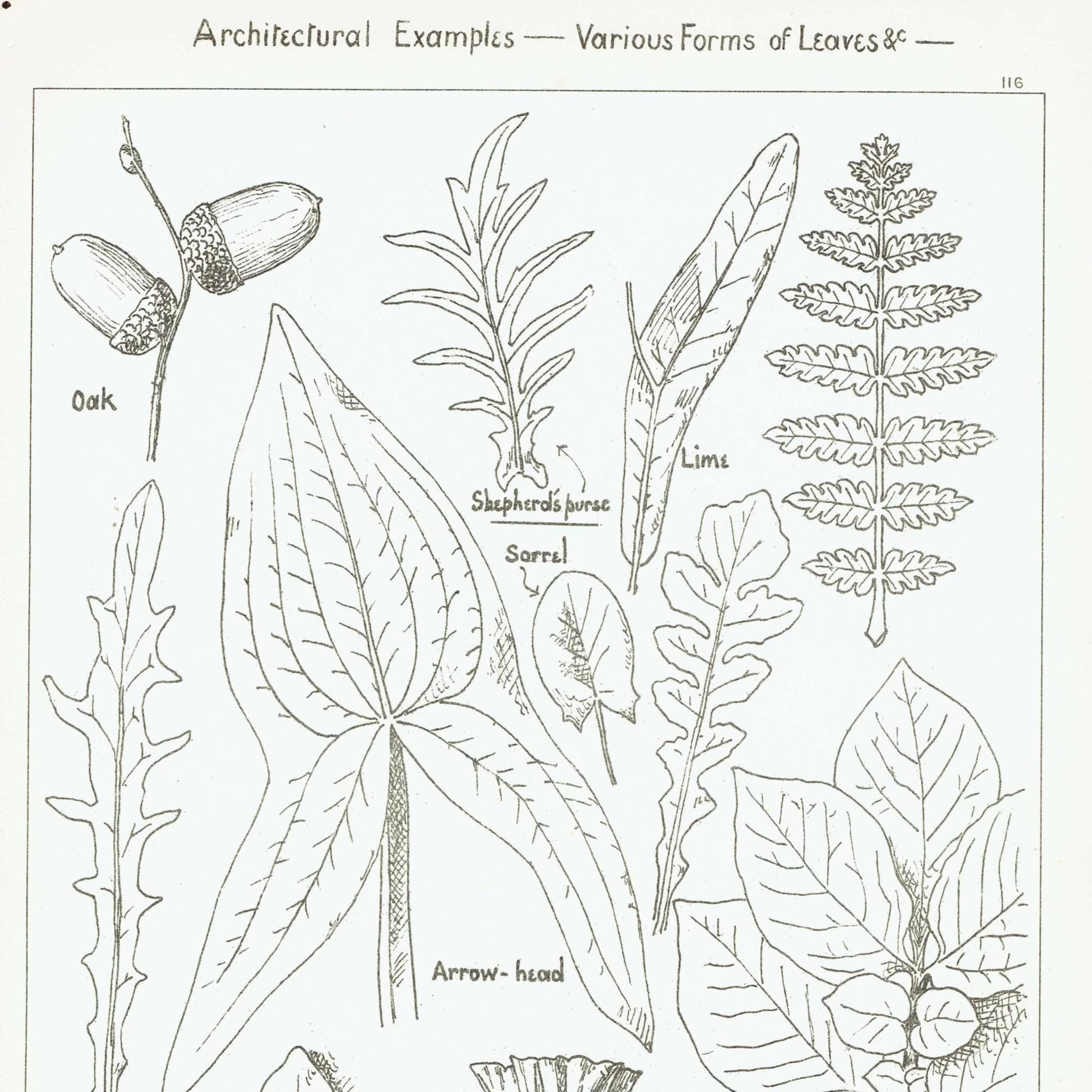 1898 Architectural Leaf Studies Print - Oak, Lime, Potato, Sorrel & Decorative Foliage Engraving - Antique Design Plate - 8 x 10.75 in - Image 2