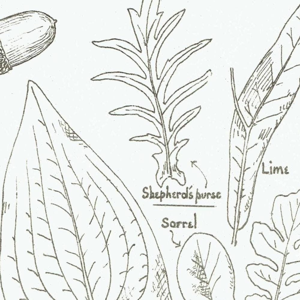 1898 Architectural Leaf Studies Print - Oak, Lime, Potato, Sorrel & Decorative Foliage Engraving - Antique Design Plate - 8 x 10.75 in - Image 3