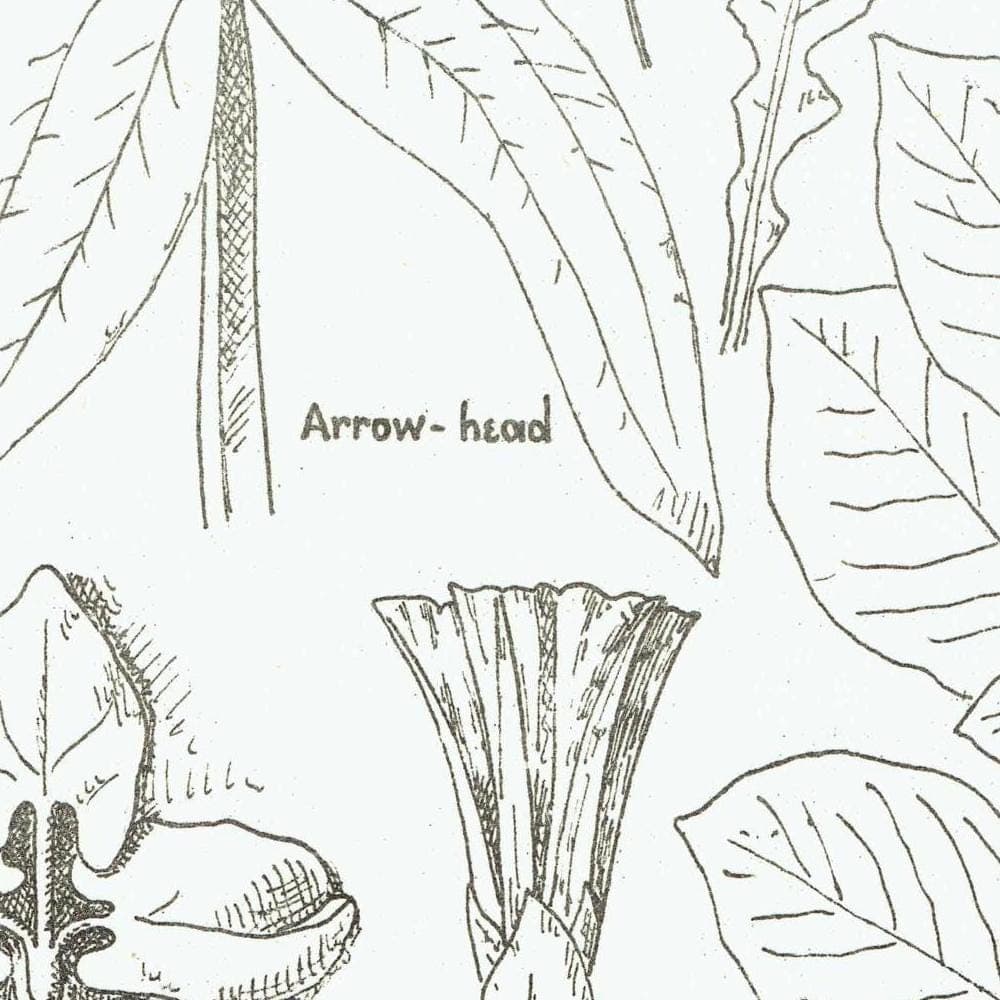 1898 Architectural Leaf Studies Print - Oak, Lime, Potato, Sorrel & Decorative Foliage Engraving - Antique Design Plate - 8 x 10.75 in - Image 4