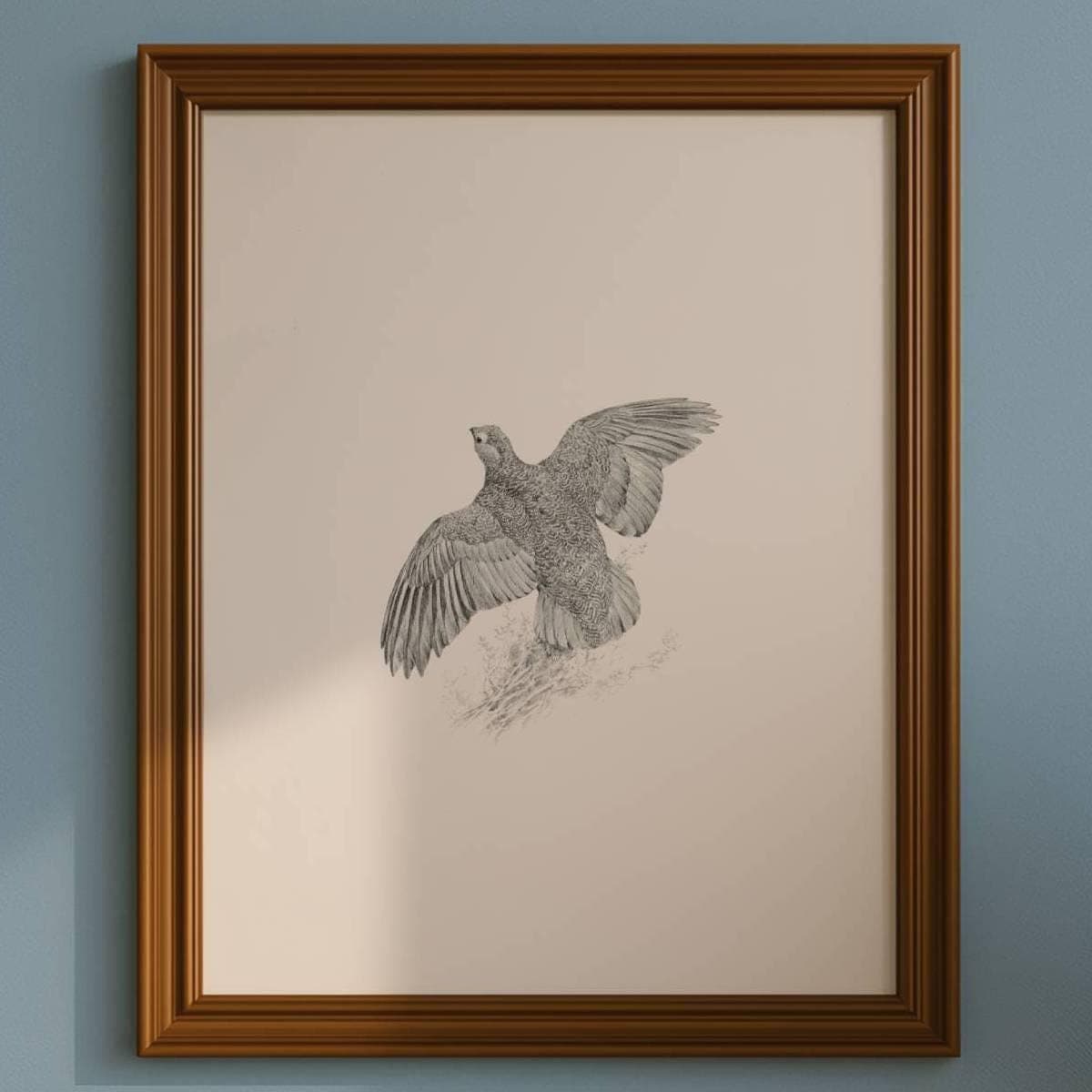 1981 Red Grouse Game Birds Print - Maurice Pledger Vintage Wildlife Art - Ornithology 11.5 x 16.5 in - Image 1
