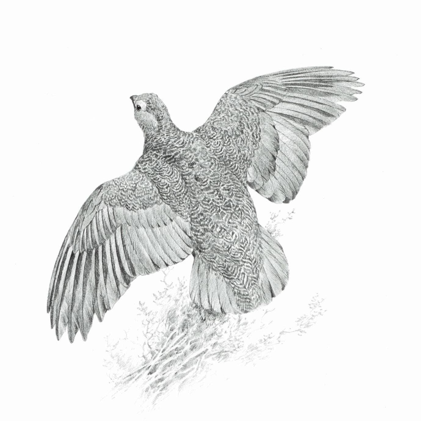 1981 Red Grouse Game Birds Print - Maurice Pledger Vintage Wildlife Art - Ornithology 11.5 x 16.5 in - Image 2