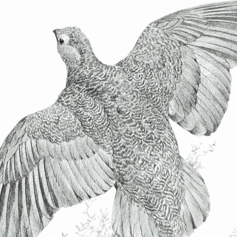 1981 Red Grouse Game Birds Print - Maurice Pledger Vintage Wildlife Art - Ornithology 11.5 x 16.5 in - Image 4