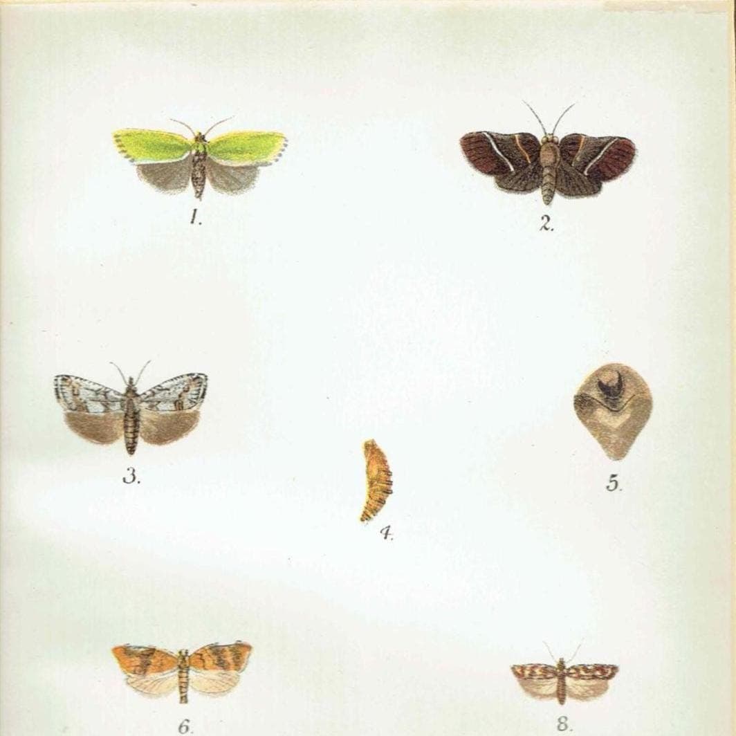 1897 Tortricid Moths Print - Hand-colored Entomology Plate - Tortrix viridana, Gauris crameriana & More - Mount window 4.25 x 7 in - Image 2