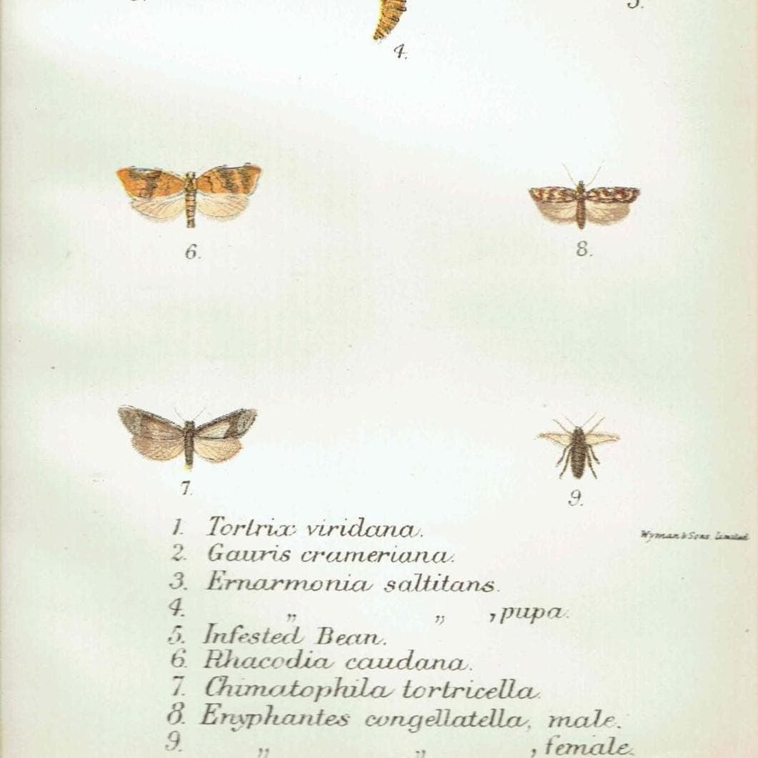 1897 Tortricid Moths Print - Hand-colored Entomology Plate - Tortrix viridana, Gauris crameriana & More - Mount window 4.25 x 7 in - Image 3