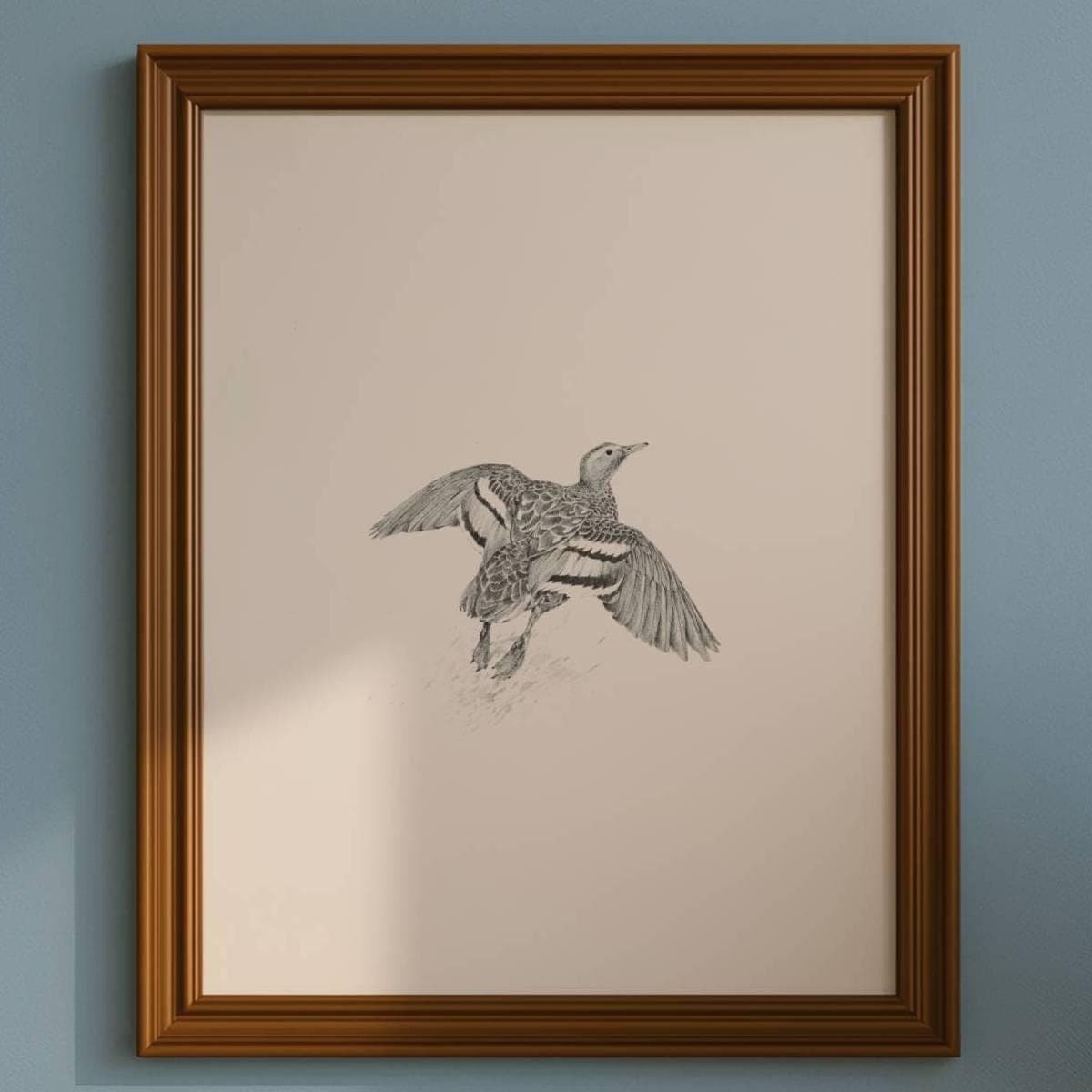 1981 Duck in Flight Game Birds Print - Maurice Pledger - Vintage Wildlife Art - Ornithology - 11.5 x 16.5 in - Image 1