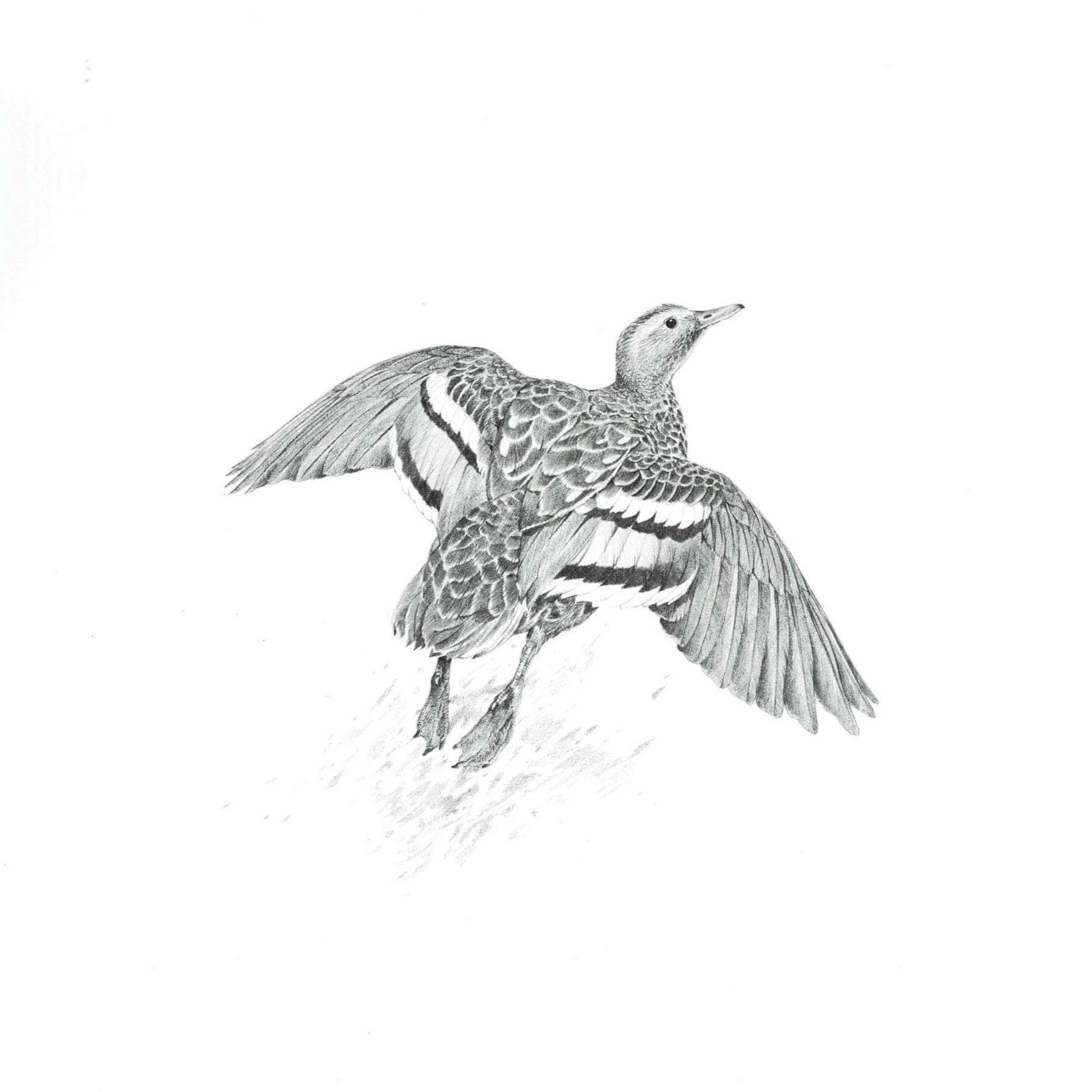 1981 Duck in Flight Game Birds Print - Maurice Pledger - Vintage Wildlife Art - Ornithology - 11.5 x 16.5 in - Image 2
