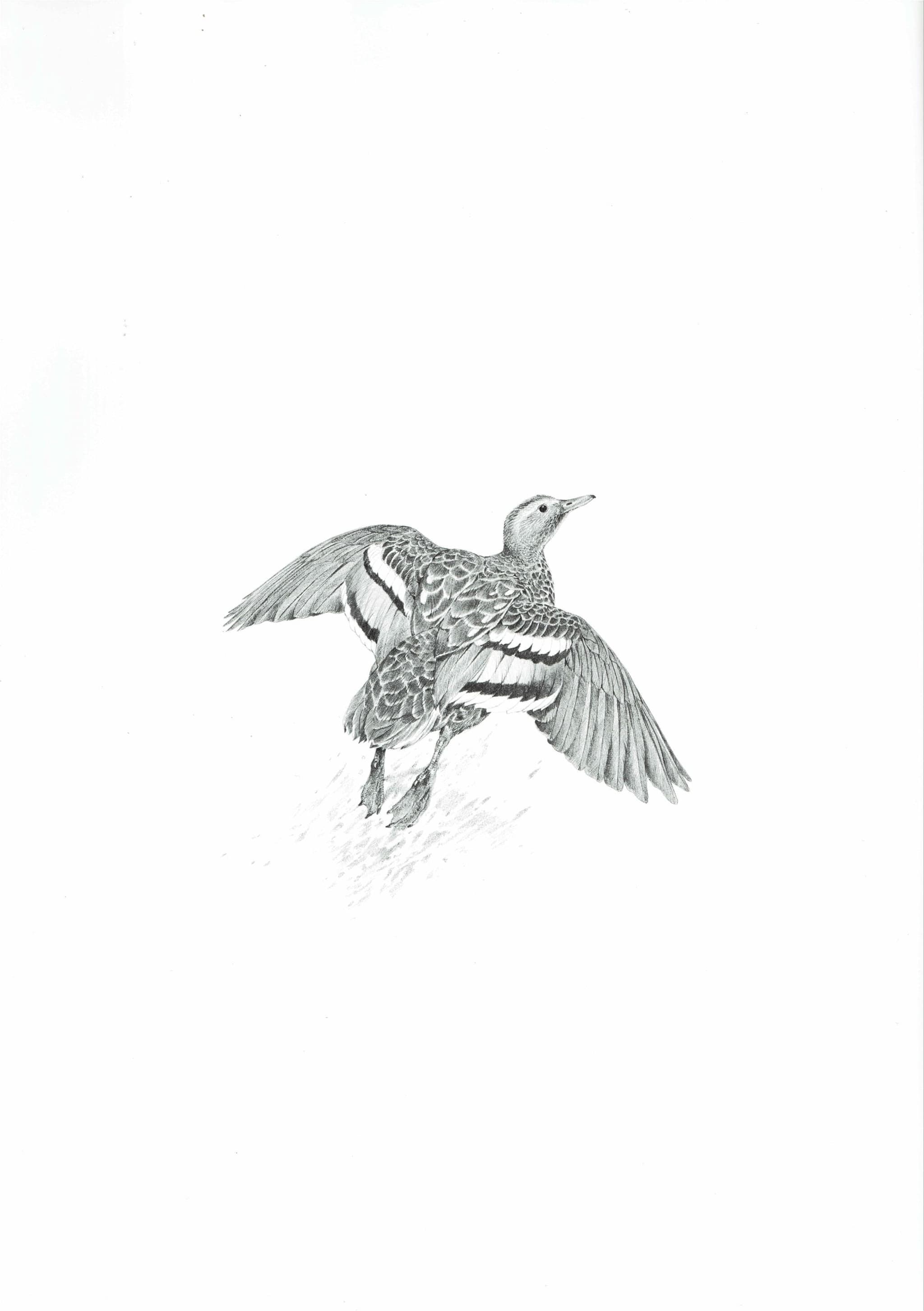 1981 Duck in Flight Game Birds Print - Maurice Pledger - Vintage Wildlife Art - Ornithology - 11.5 x 16.5 in - Image 3