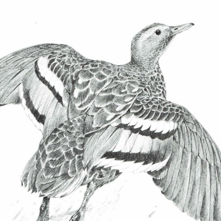 1981 Duck in Flight Game Birds Print - Maurice Pledger - Vintage Wildlife Art - Ornithology - 11.5 x 16.5 in - Image 4