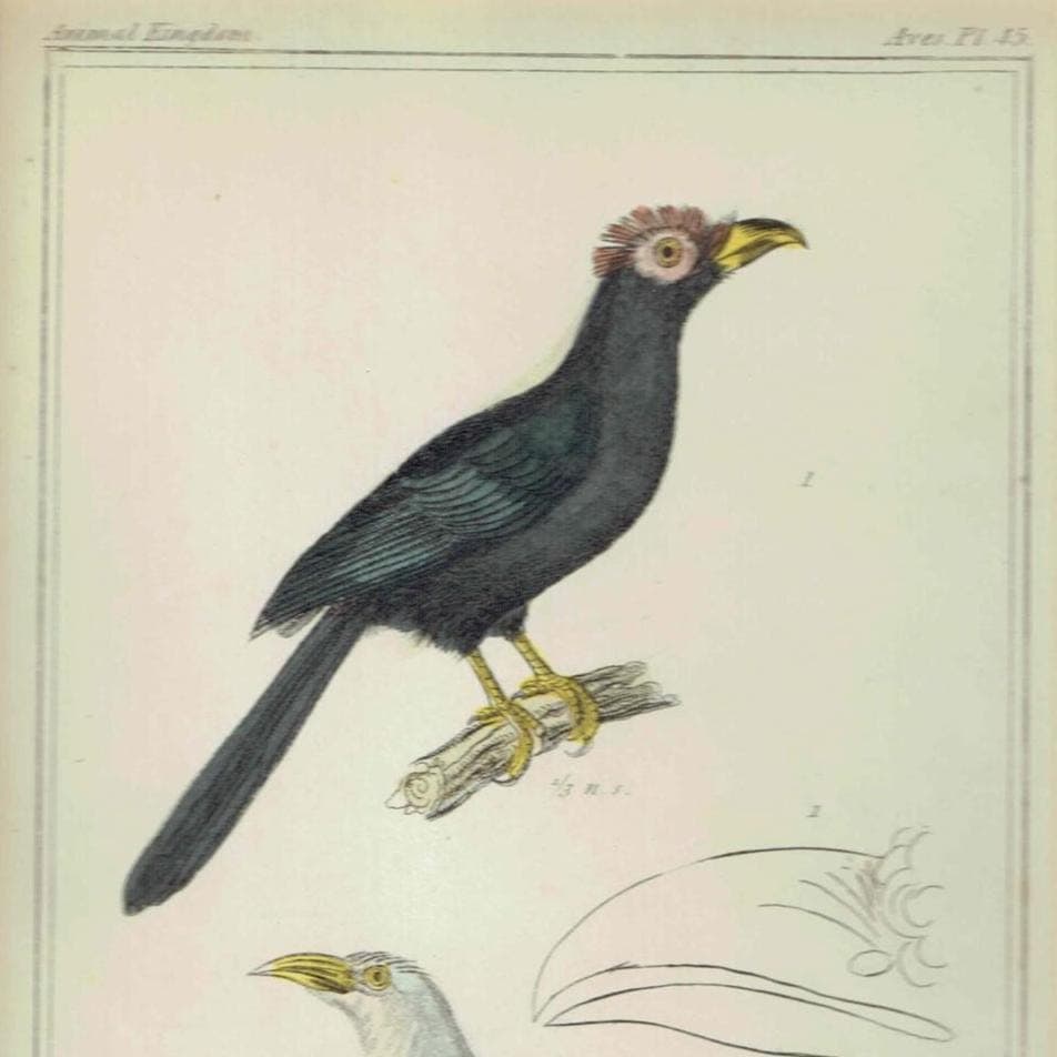 c.1835 Animal Kingdom Birds Print - Ornithology Birds - Common Malcoha and Australian Seythrops - 8.5 x 5.5 in - Image 2