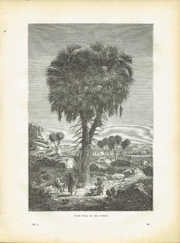 1870s Original Doum Palm Sudan Antique Woodblock Print - Victorian Travel Book Illustration - African Landscape - 8.5 x 12 in - Image 2
