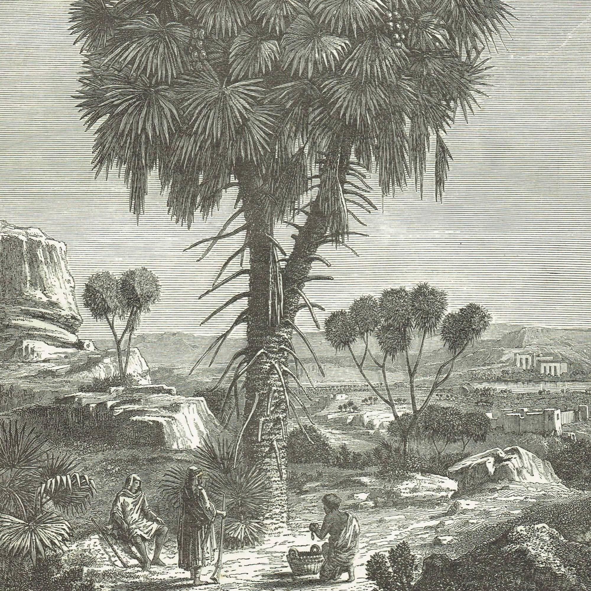 1870s Original Doum Palm Sudan Antique Woodblock Print - Victorian Travel Book Illustration - African Landscape - 8.5 x 12 in - Image 3