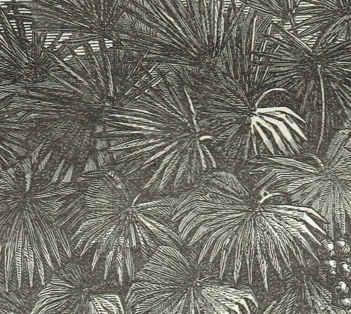 1870s Original Doum Palm Sudan Antique Woodblock Print - Victorian Travel Book Illustration - African Landscape - 8.5 x 12 in - Image 4