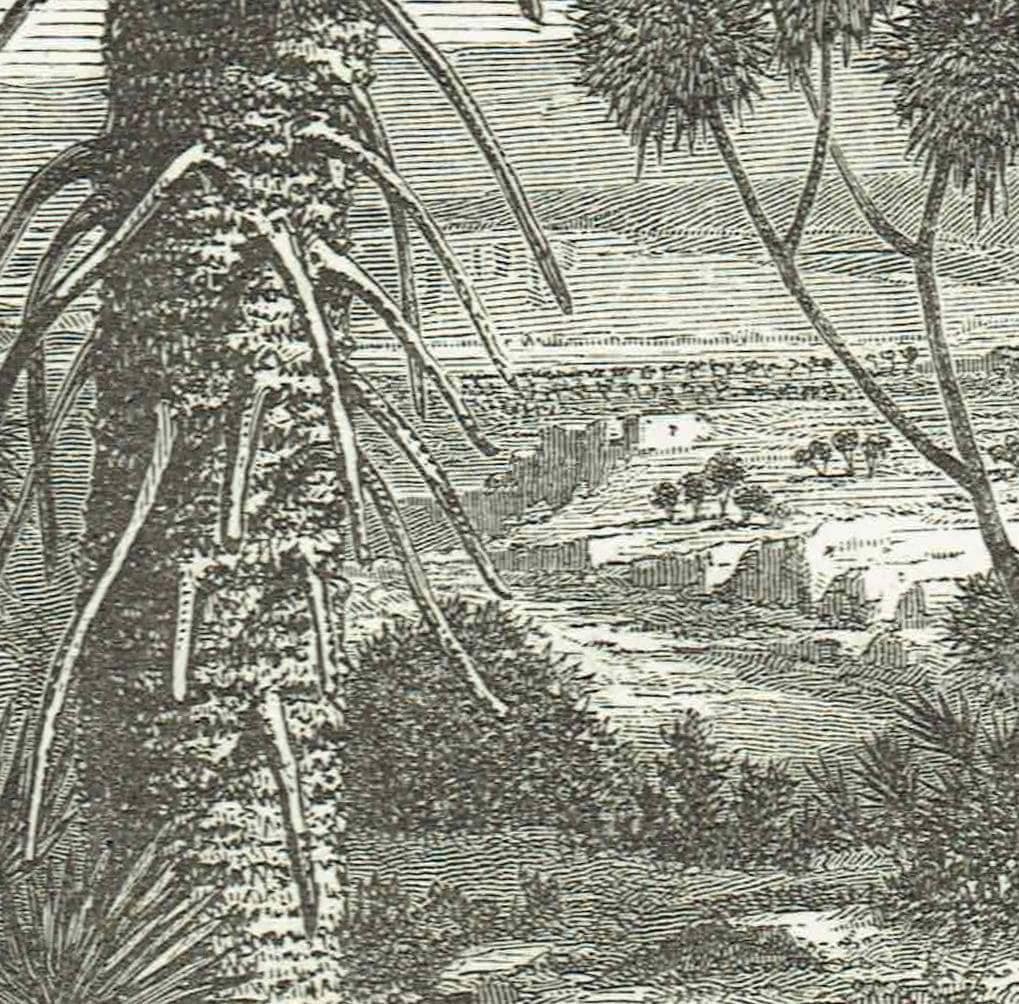 1870s Original Doum Palm Sudan Antique Woodblock Print - Victorian Travel Book Illustration - African Landscape - 8.5 x 12 in - Image 5